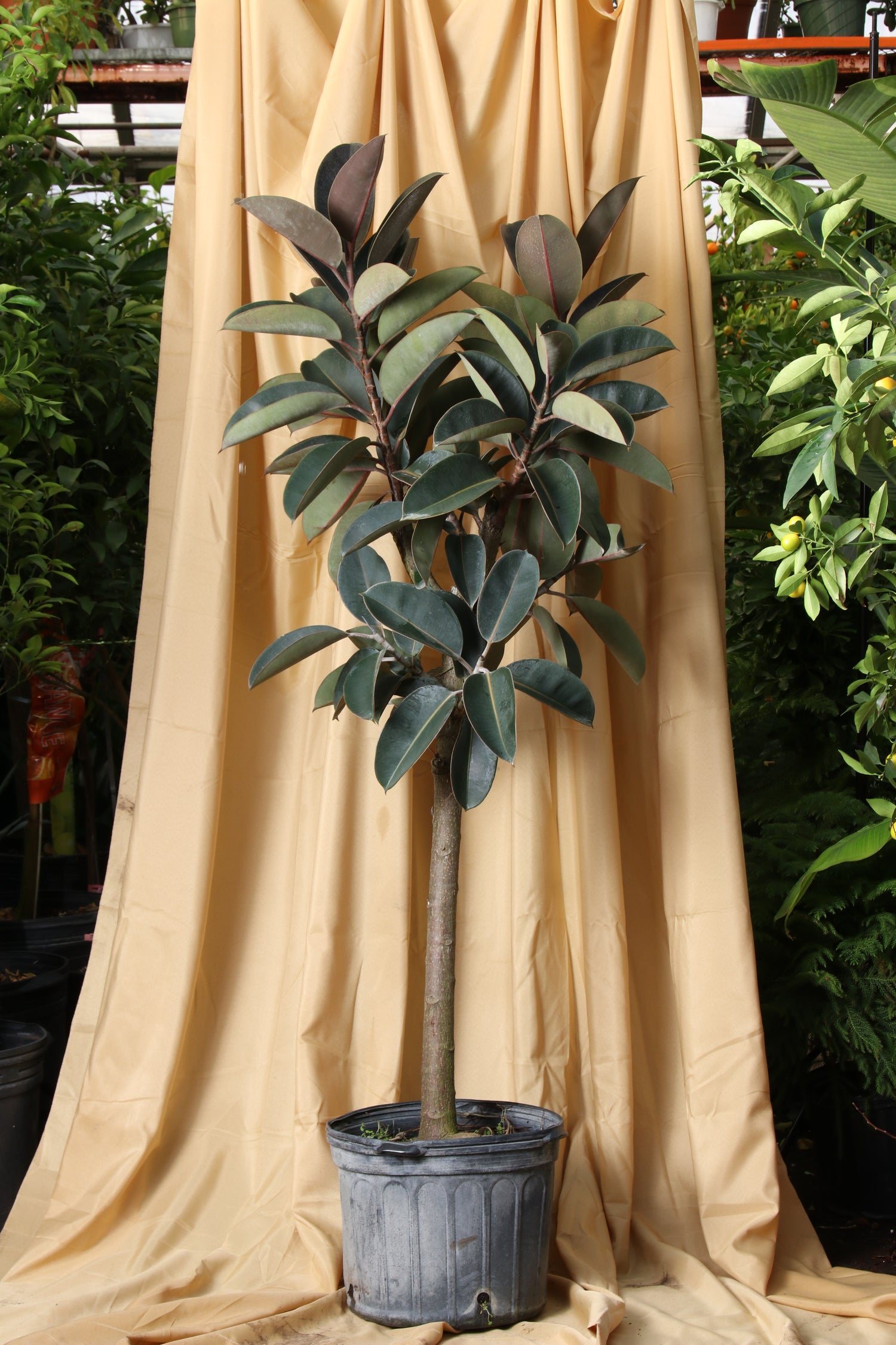 rubber tree growth Full Size Rubber Tree STD (Mature Trunk)