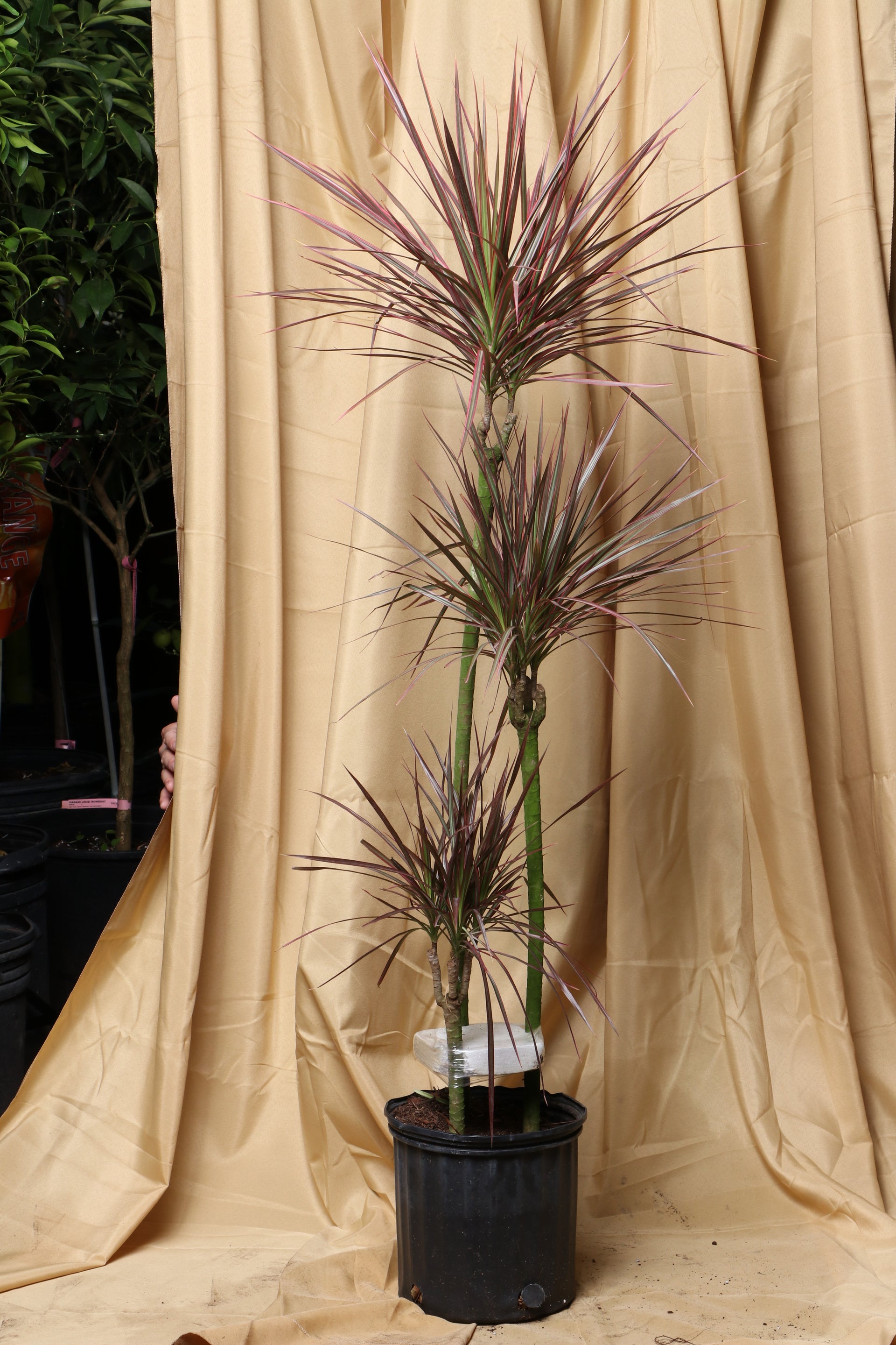 Large Dracaena Marginata Red Dragon' – Dahing Plants
