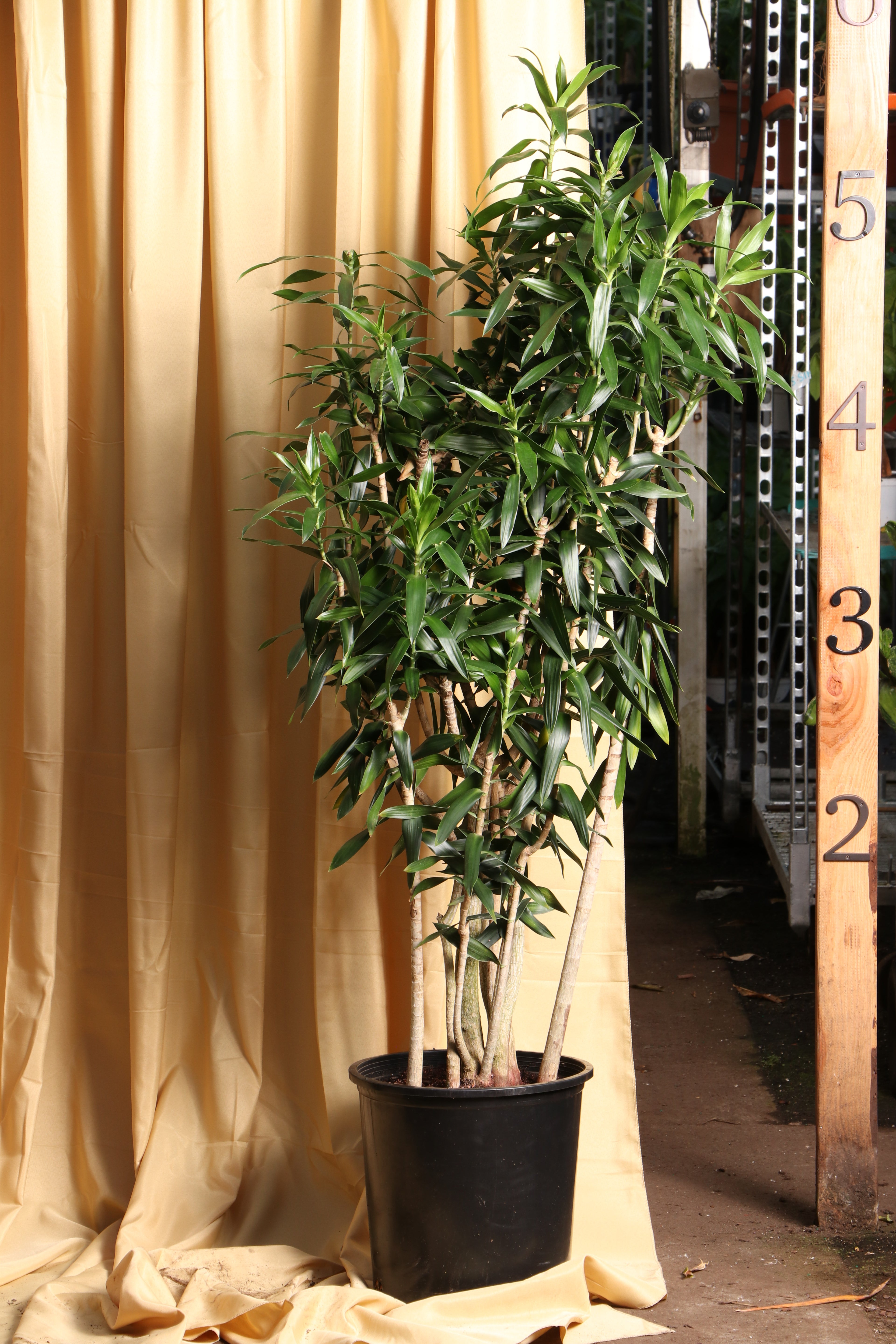Full Size Dracaena Reflexa – Dahing Plants