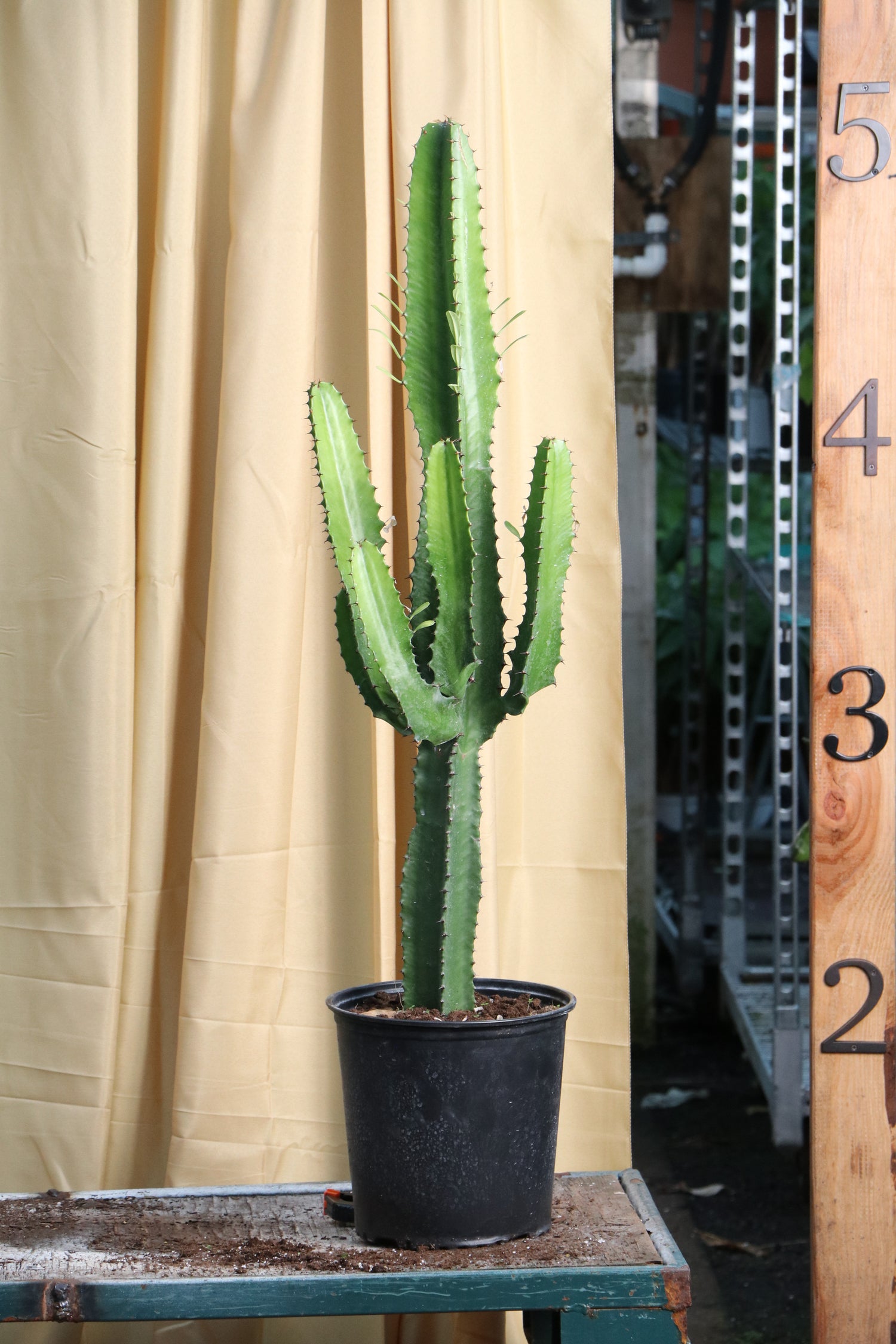 tree cactus succulent Large African Milk Tree (Cactus)