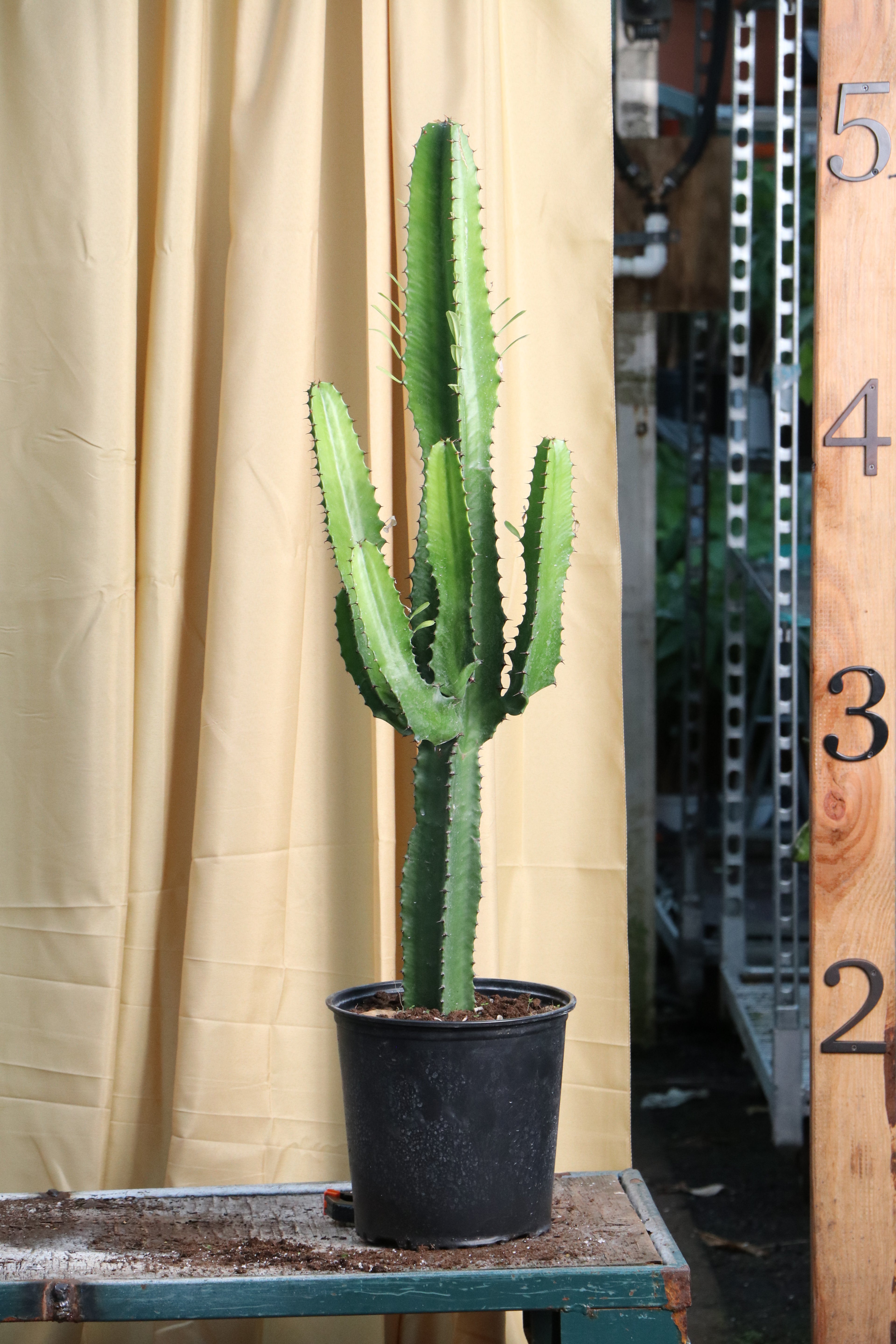 Large African Milk Tree (Cactus)