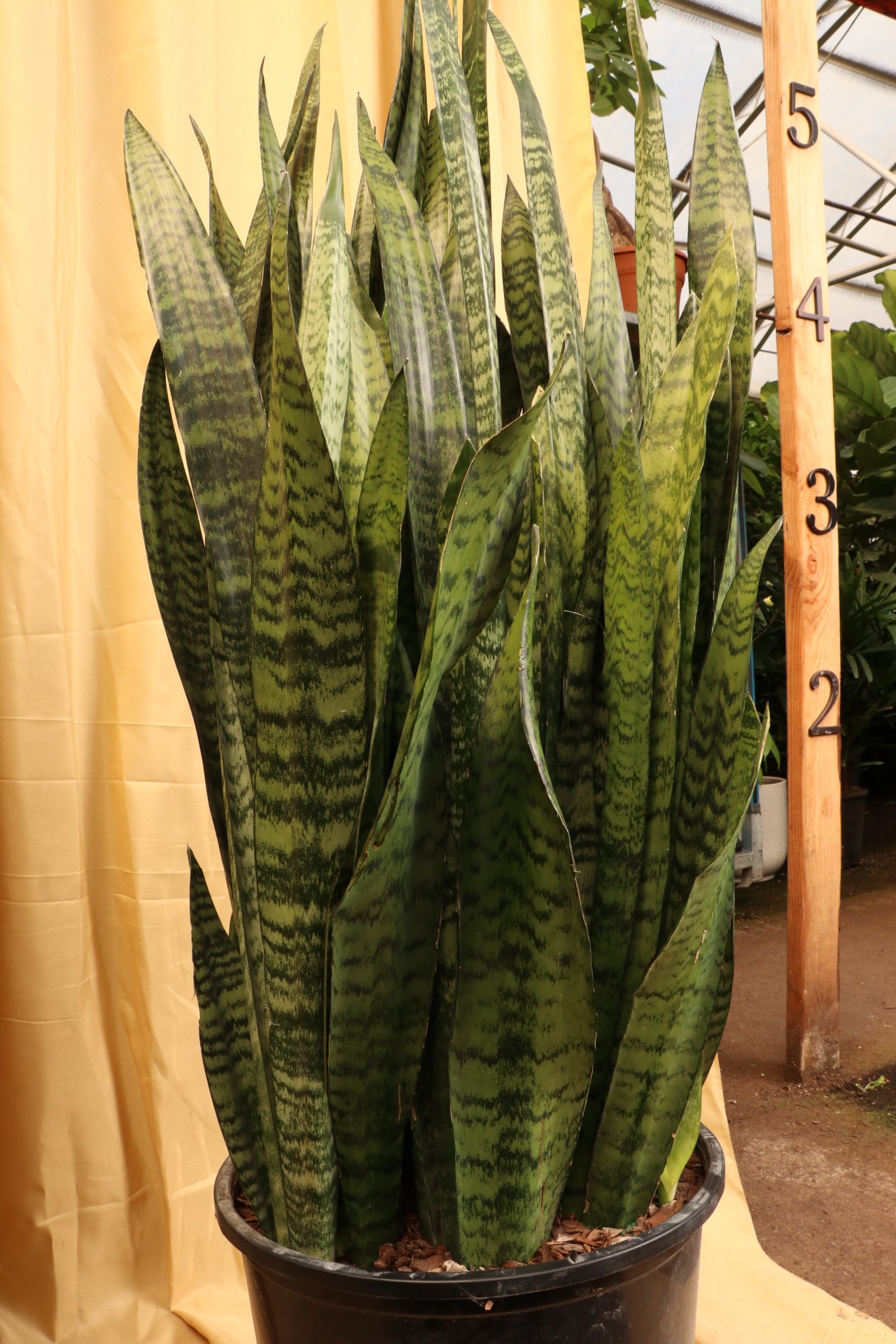 Full Size Green Snake Plant (Zeylanica)