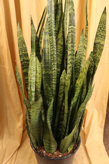 4 inch snake plant 4-5ft Tall Full Size Green Snake Plant (Zeylanica)