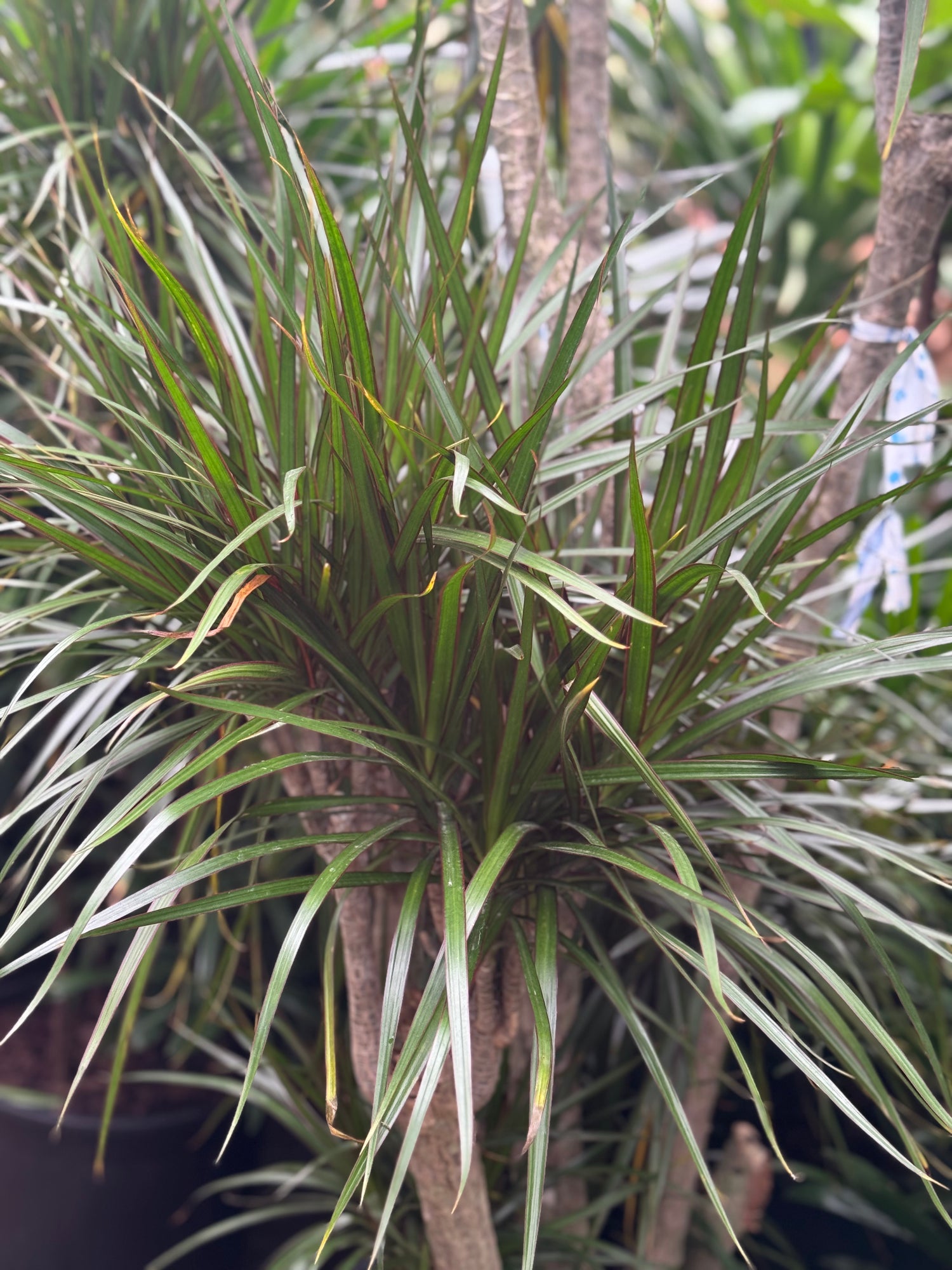 Giant Dracaena &