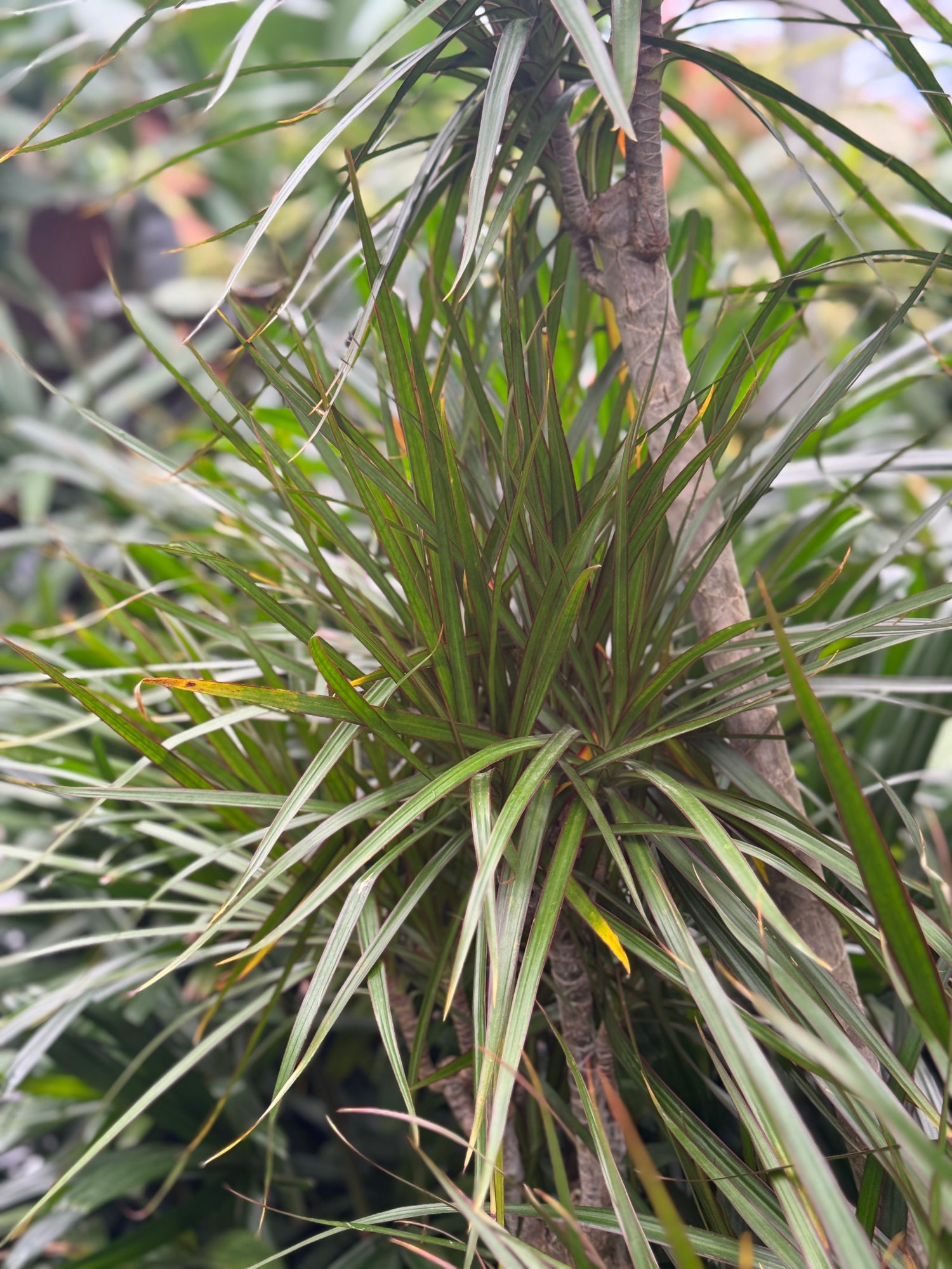 dracaena marginata and dogs Giant Dracaena 'Marginata' | Indoor Plants Delivered
