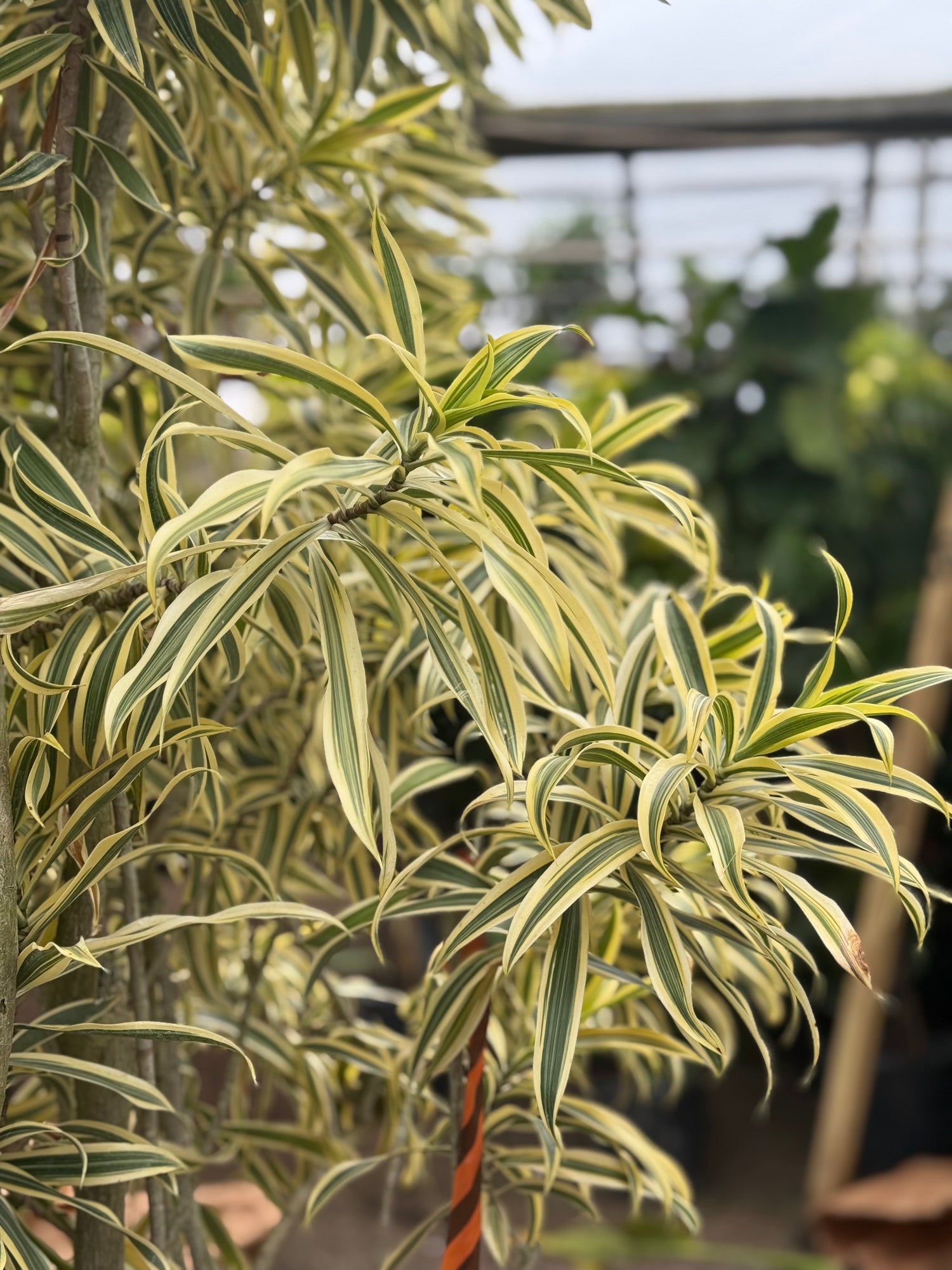 song of india dracaena Giant Dracaena Song Of India