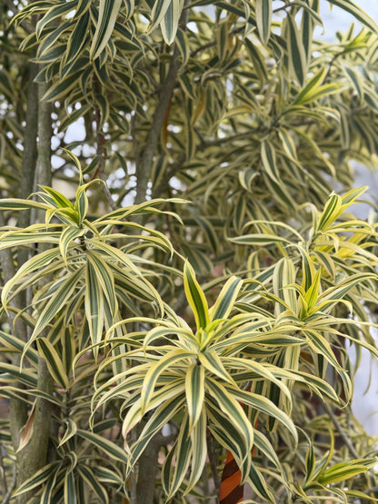 Giant Dracaena Song Of India