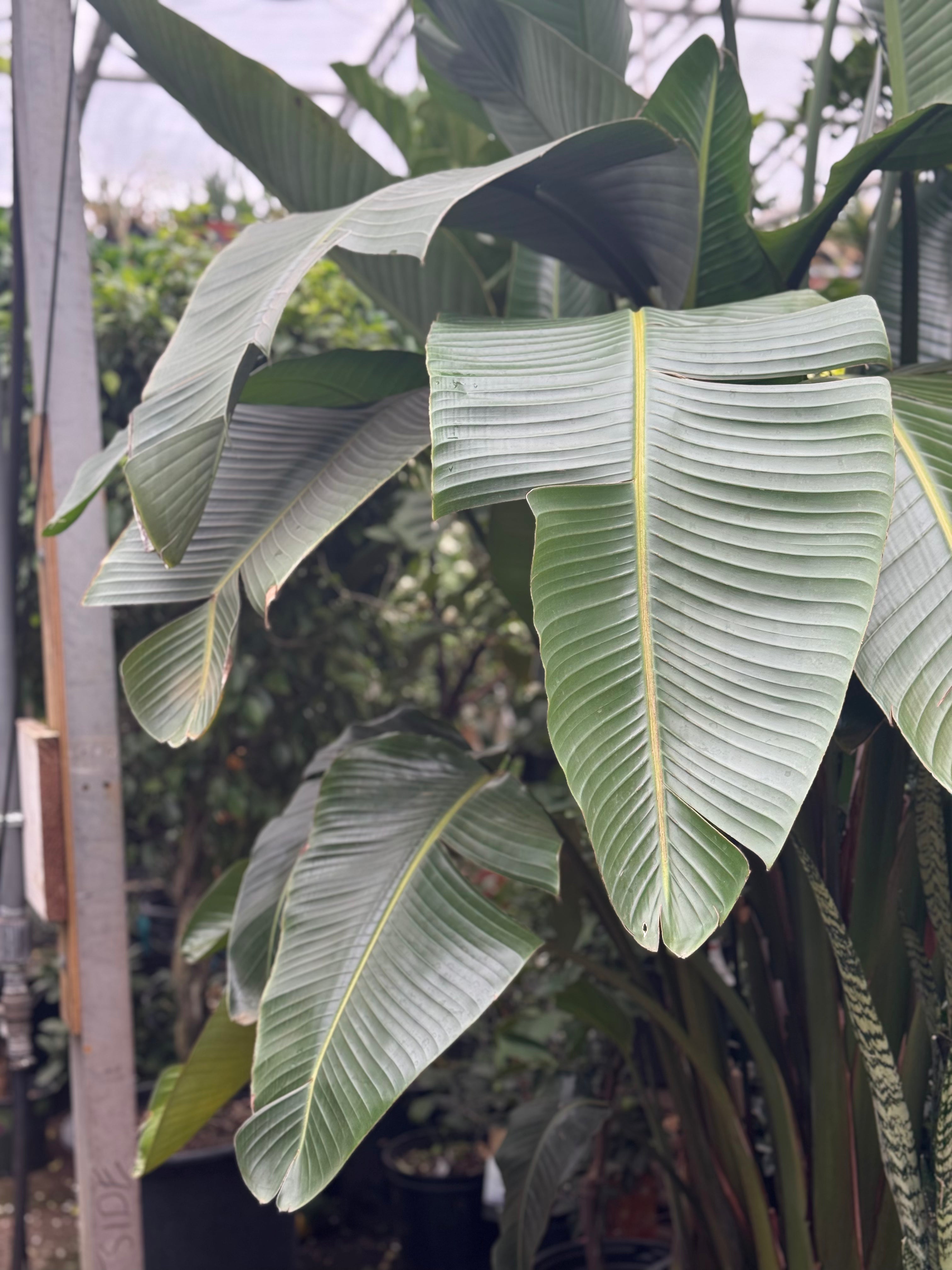 Giant Bird Of Paradise