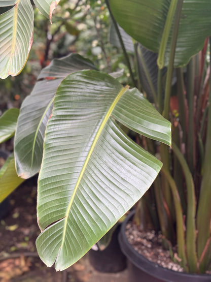 Giant Bird Of Paradise