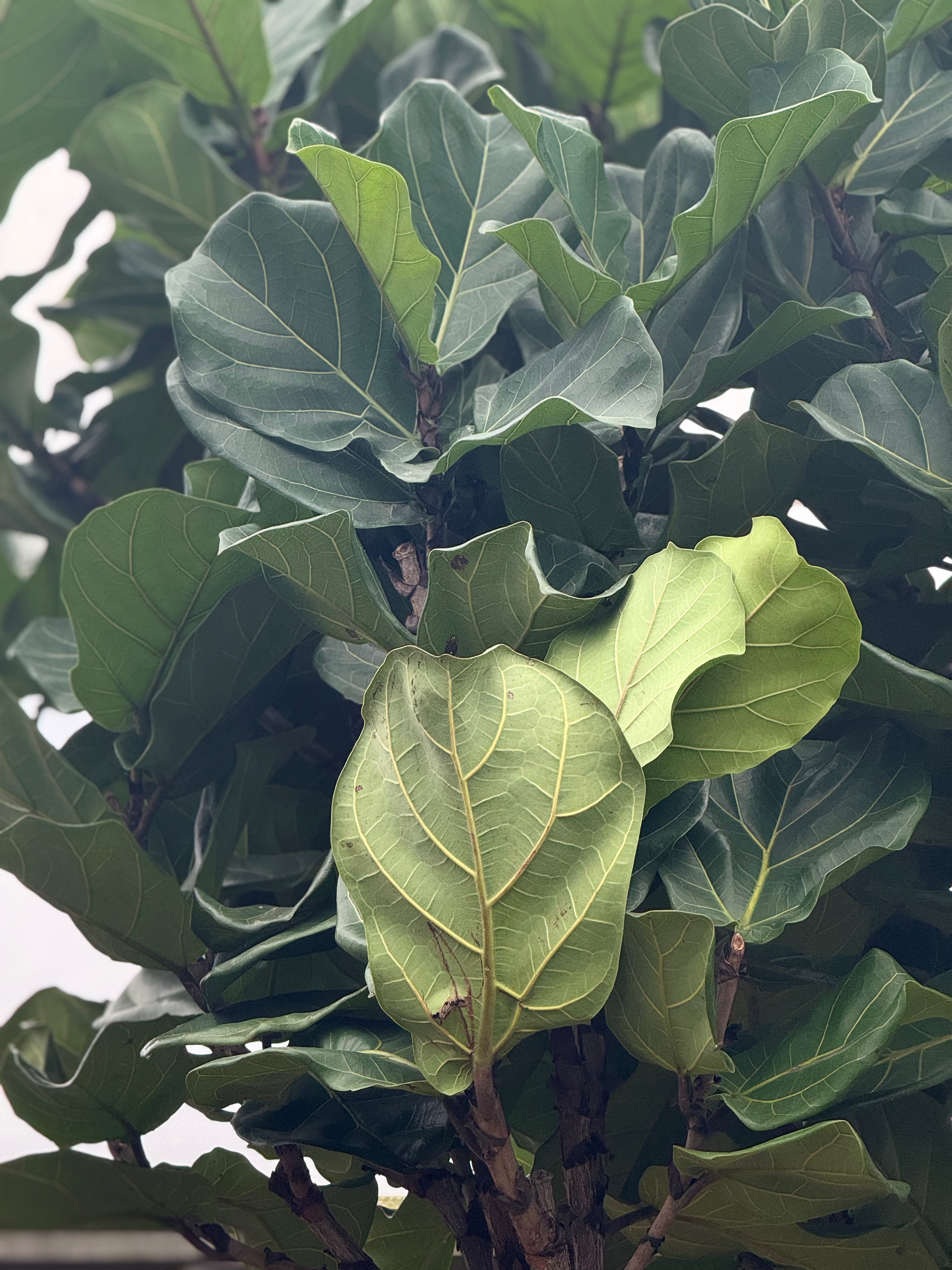 Giant Fiddle Leaf Fig
