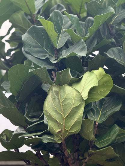 Giant Fiddle Leaf Fig
