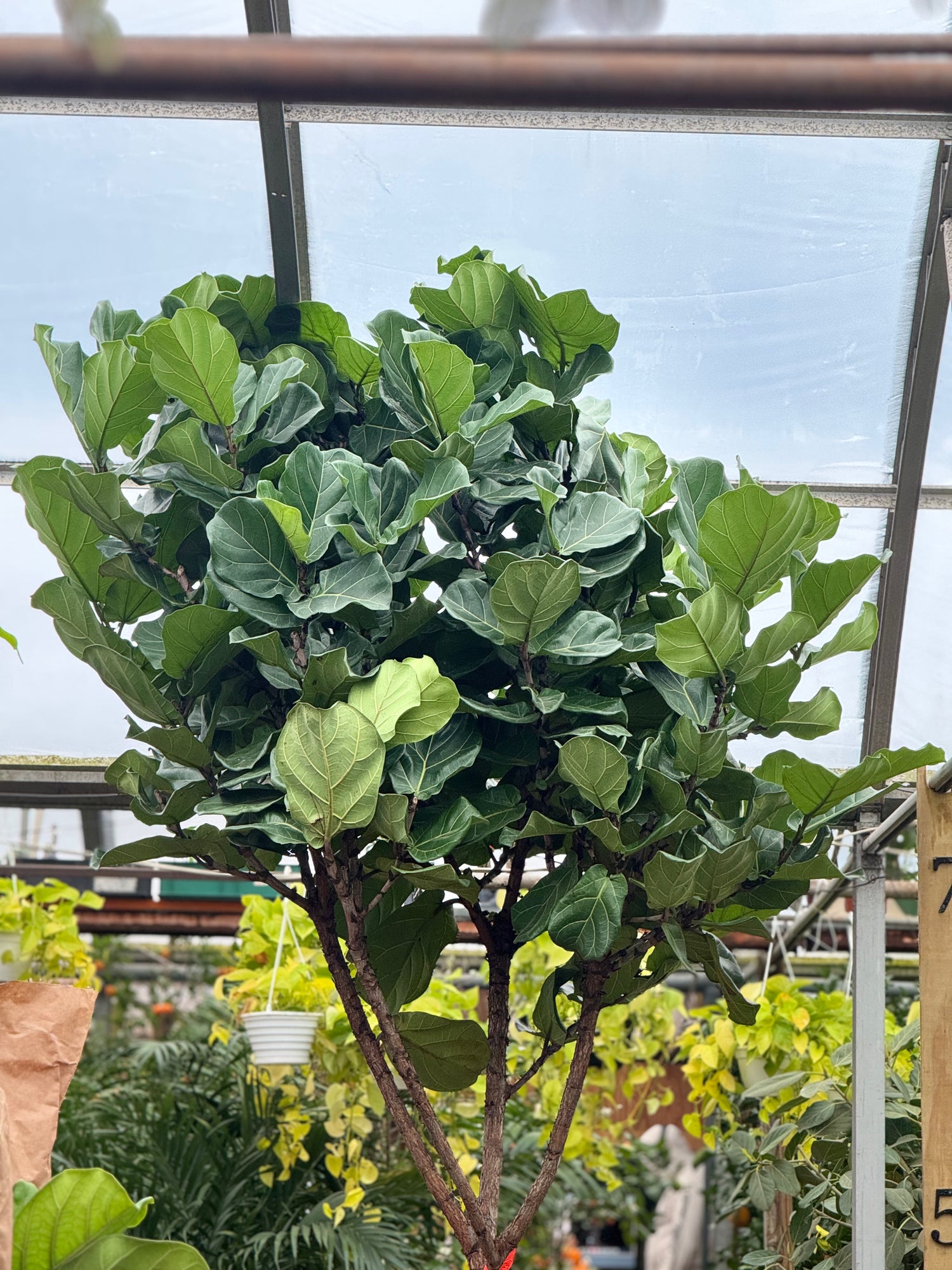 fiddle leaf fig giant Giant Fiddle Leaf Fig