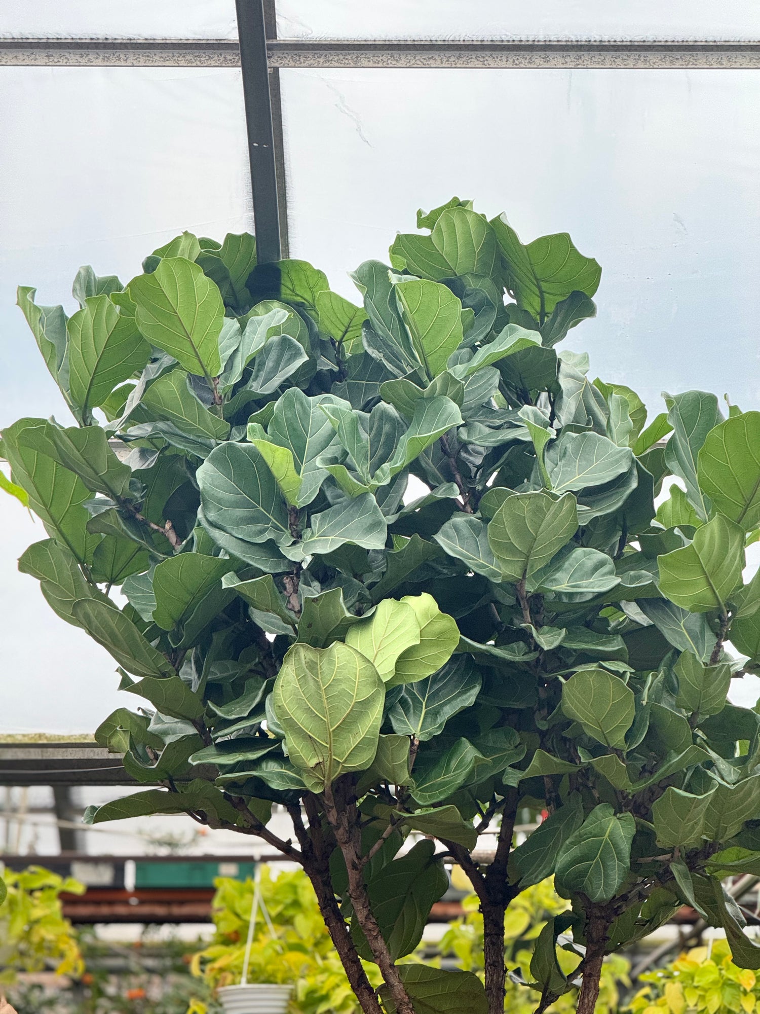 large fiddle leaf fig plant Buy Giant Fiddle Leaf Fig Online | Rare Indoor Plant