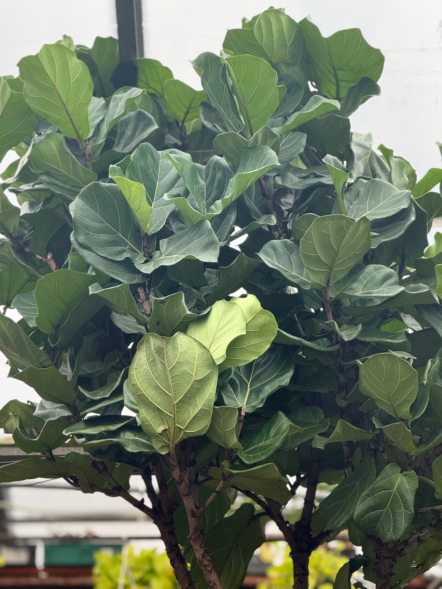 fiddle leaf fig outdoor Buy Giant Fiddle Leaf Fig Online | Rare Indoor Plant