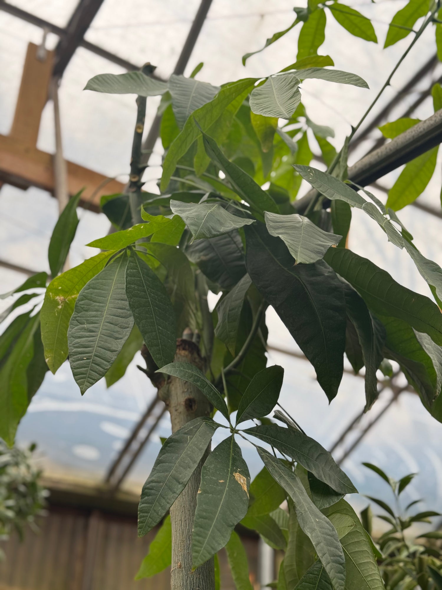 Giant Money Tree Stump
