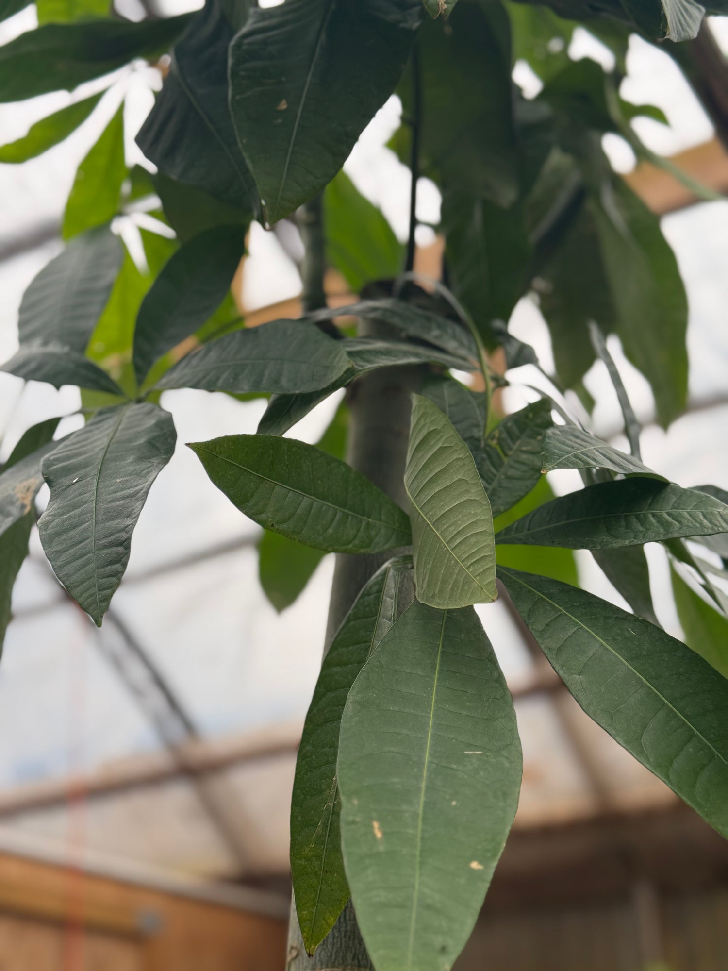 money plant tips turning brown Giant Money Tree Stump – Dahing Plants