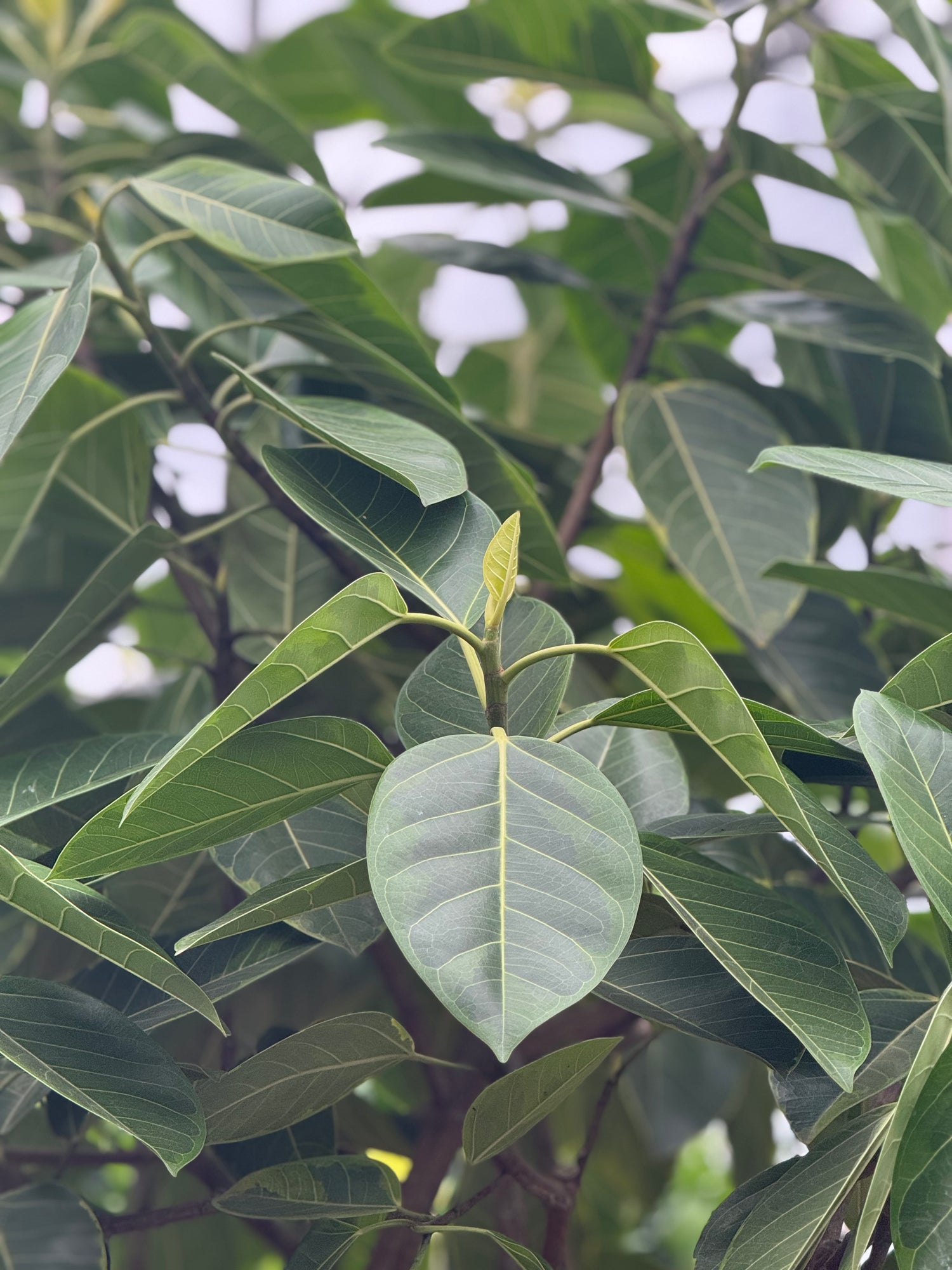 ficus altissima cats Giant Ficus 'Altissima'