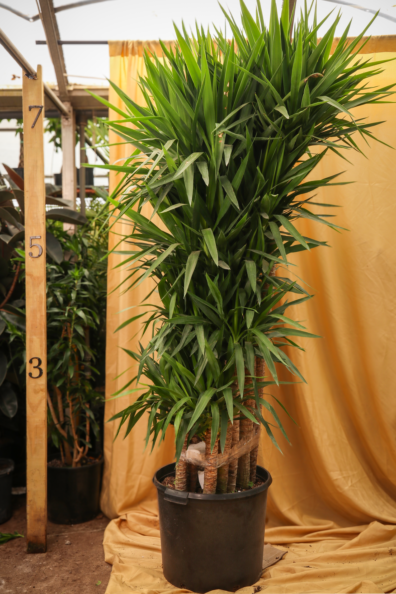 large yucca cane Huge Yucca Cane (10 Stalks)