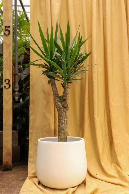Full Size Yucca Stump