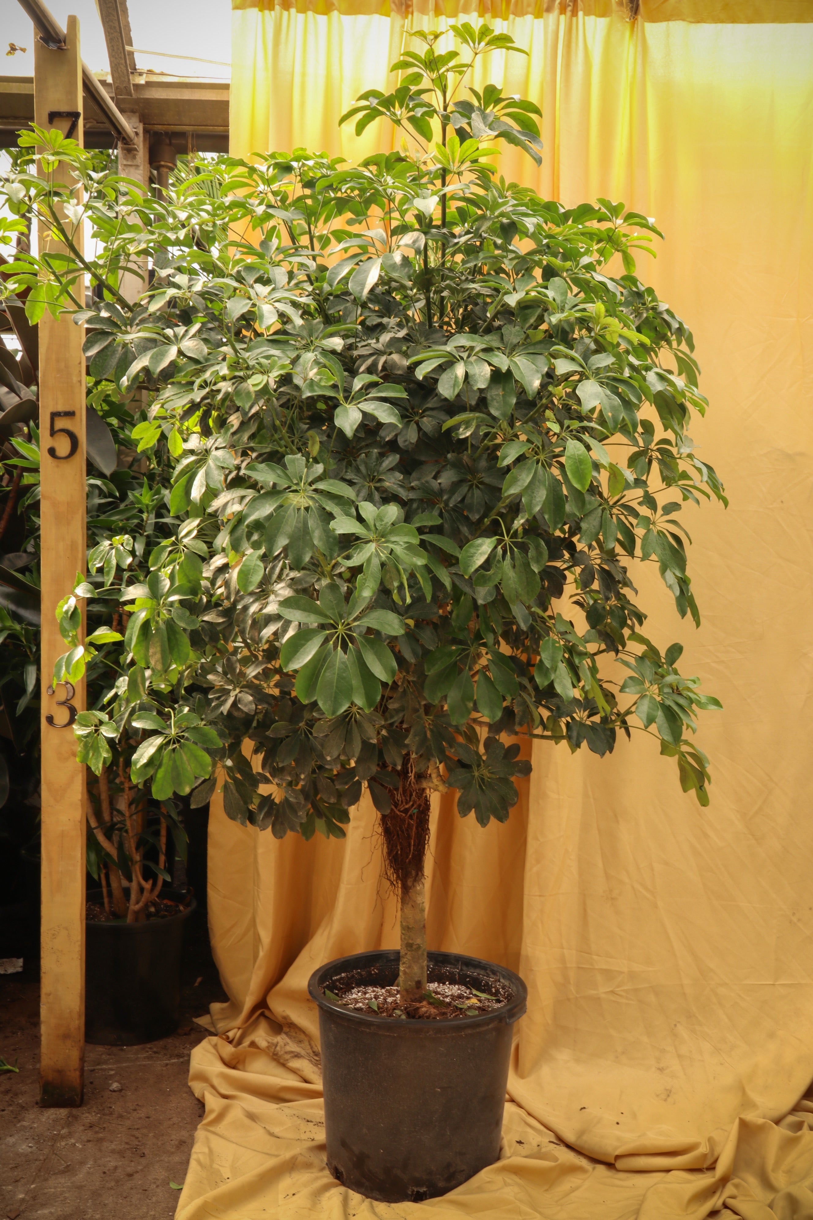 Schefflera 'Arboricola' 6-7' tall