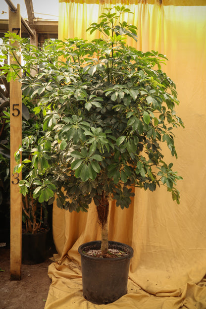 best soil for schefflera arboricola Huge Schefflera 'Arboricola'