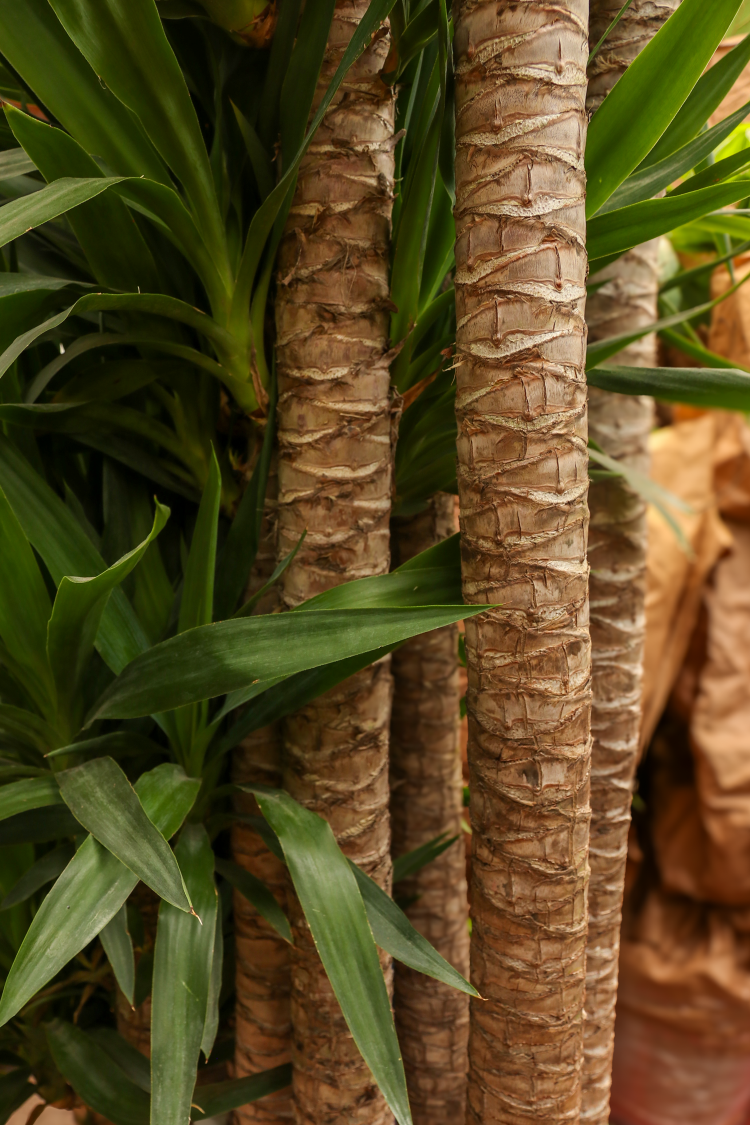 big yucca cane Huge Yucca Cane (10 Stalks) – Dahing Plants