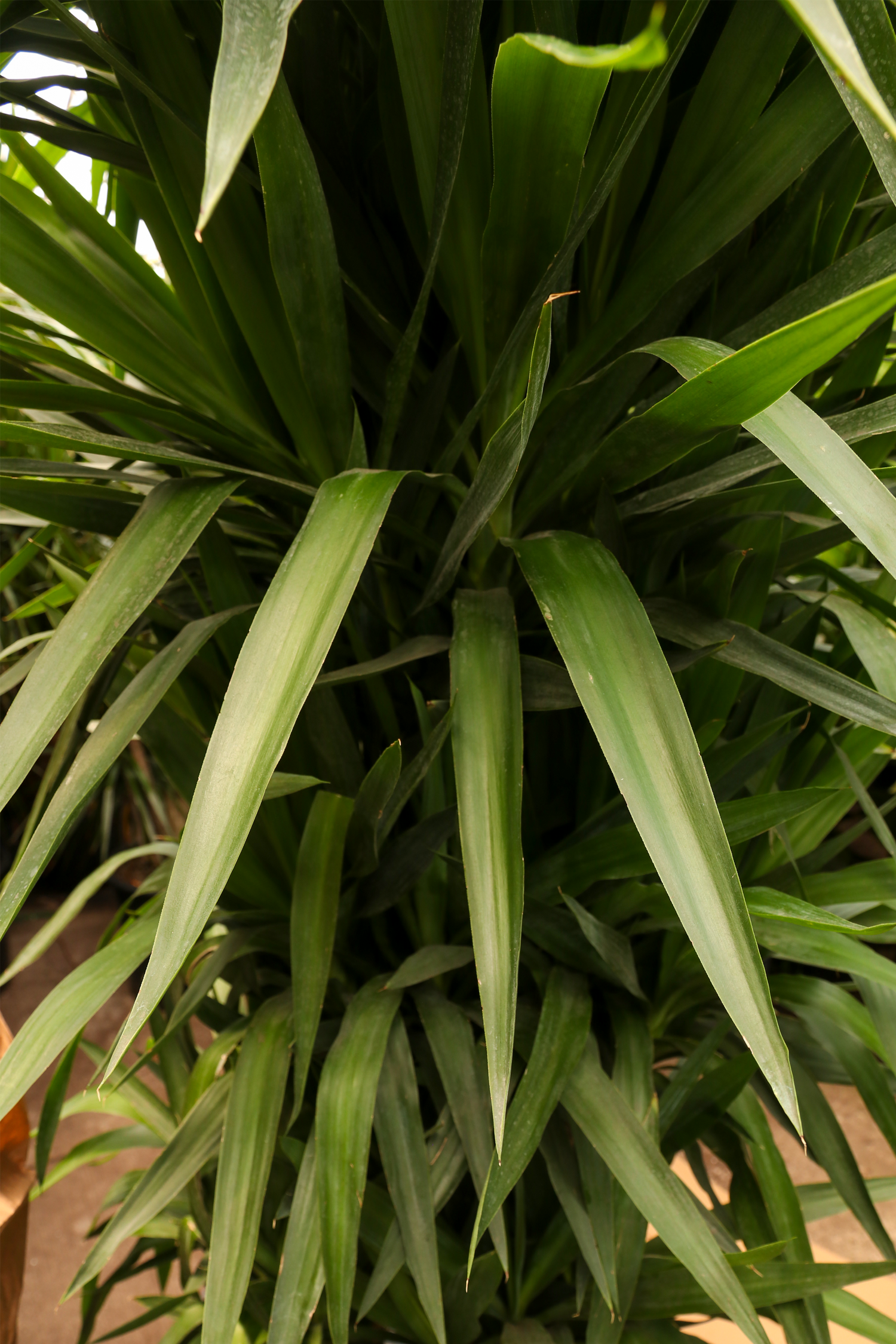 Huge Yucca Cane (10 Stalks)