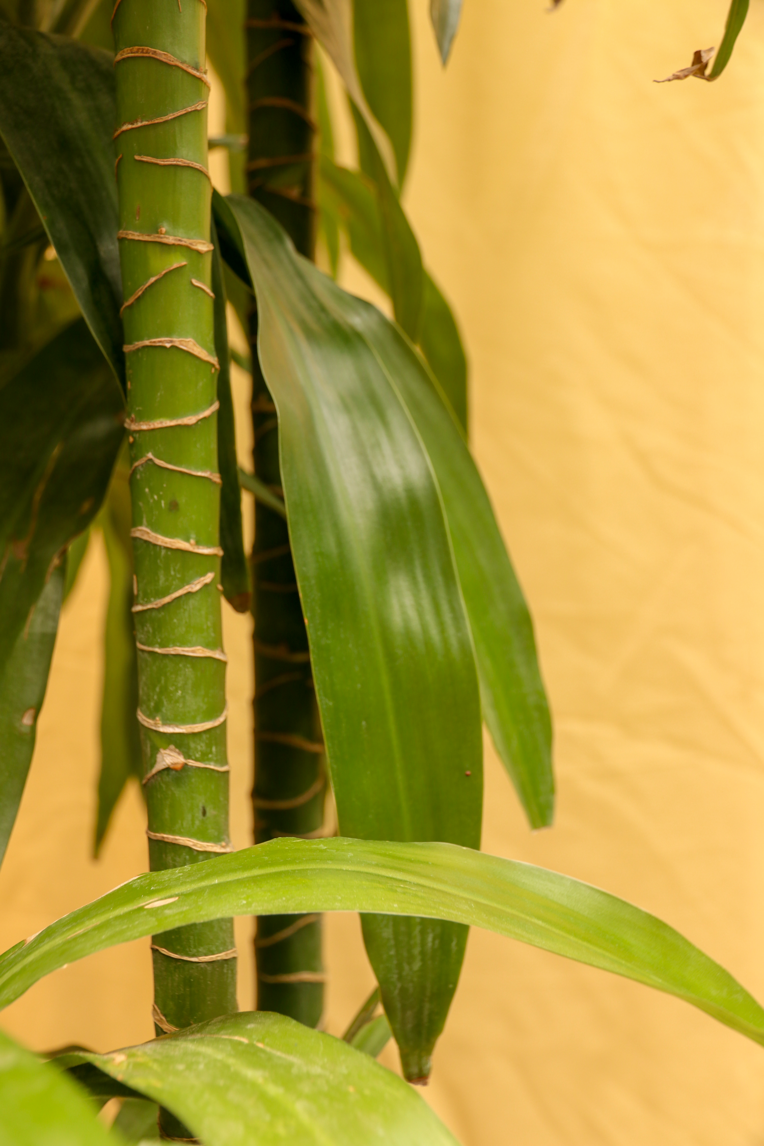 dracaena deremensis lisa Full Size Lisa Cane – Dahing Plants