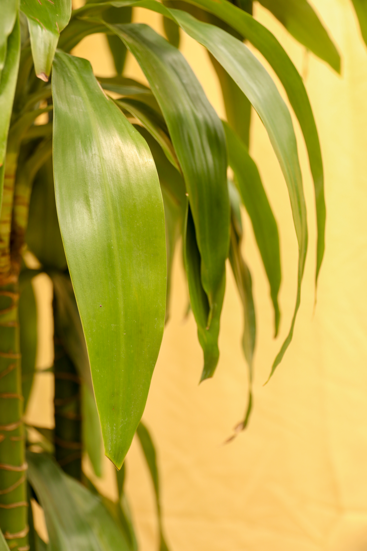 dracaena lisa benefits Full Size Lisa Cane