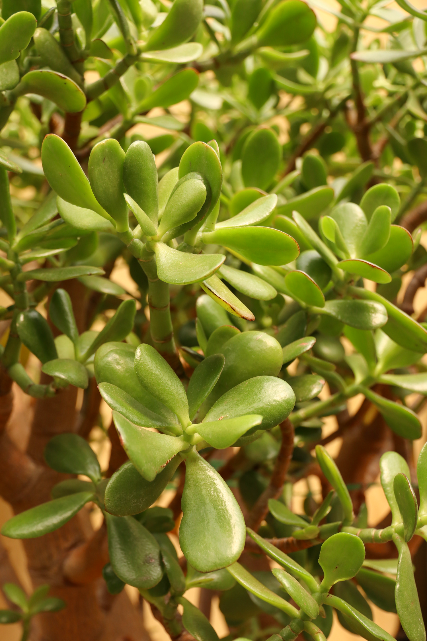 jade plant with big leaves Buy Huge Jade Bonsai Online | Indoor Succulent