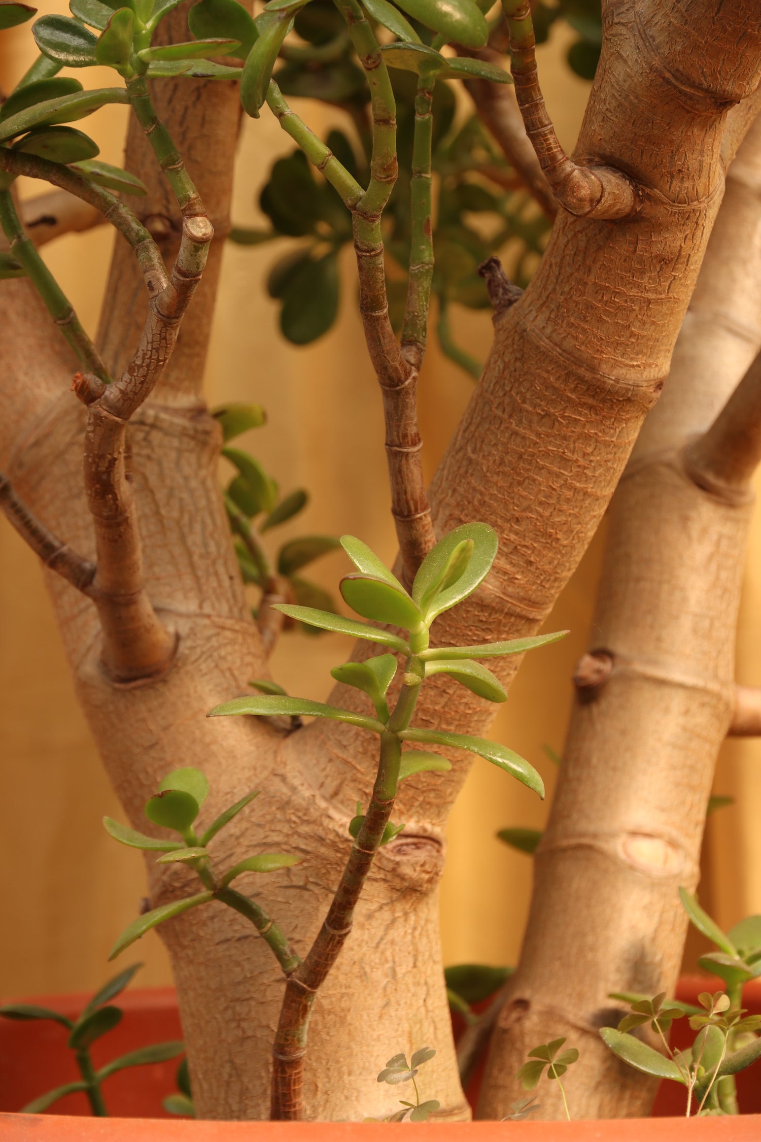 huge old jade plant Huge Jade Bonsai