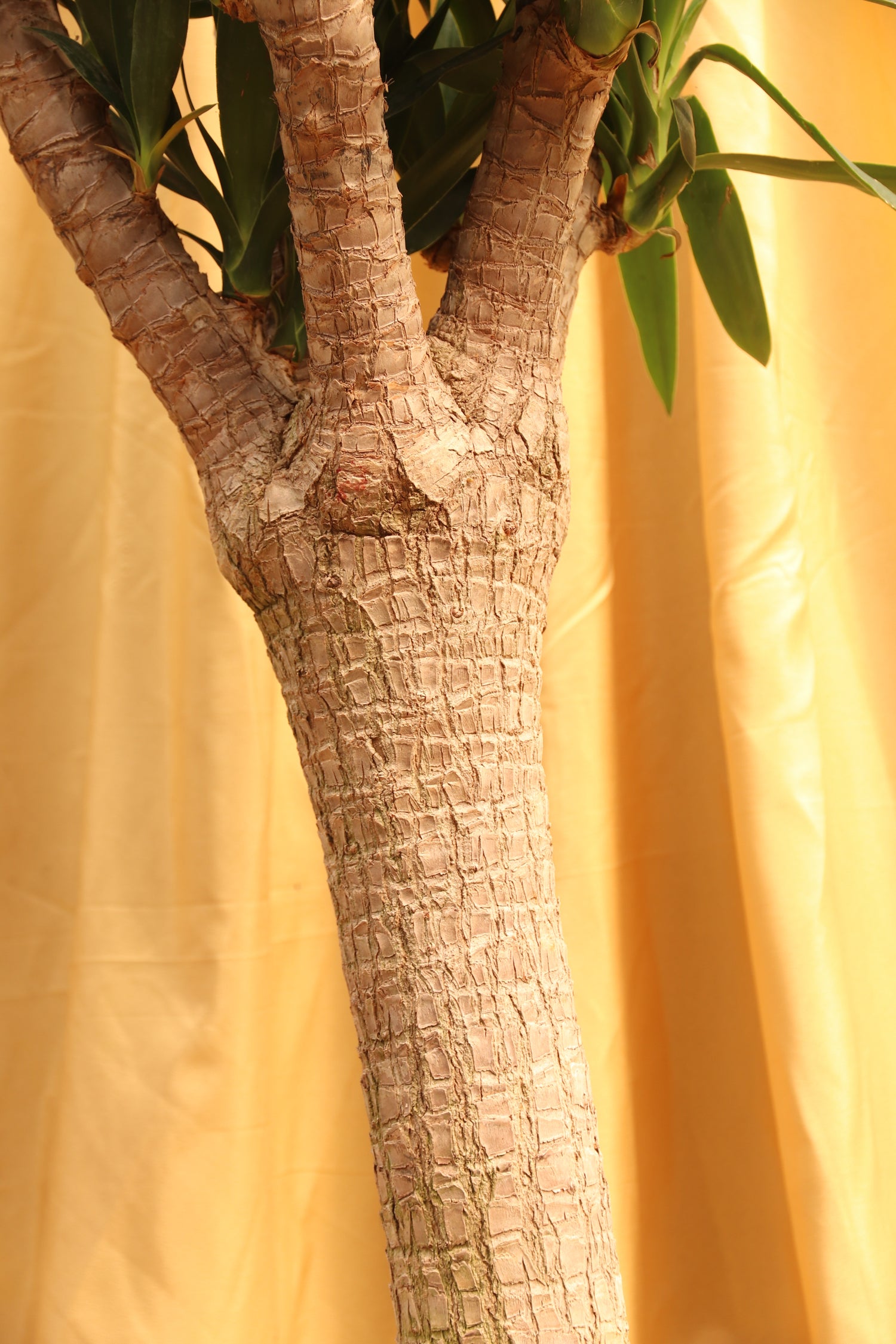 Full Size Yucca Stump