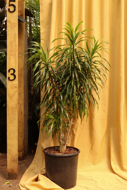 Full Size Dracaena &