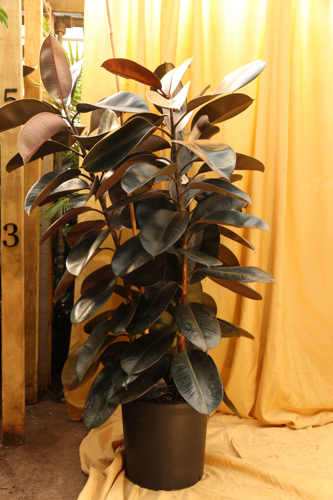 Full Size Rubber Tree Bush