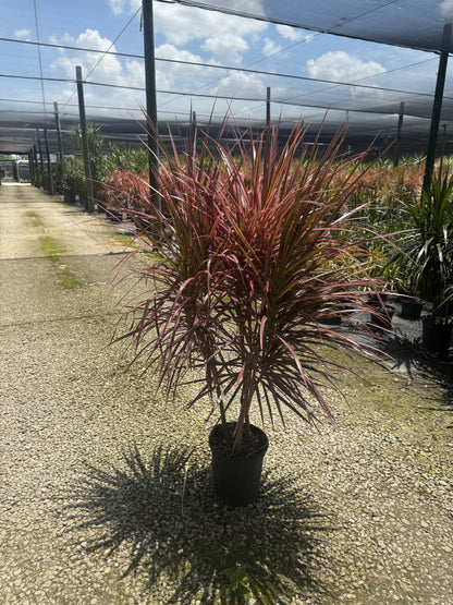 Large Dracaena Colorama (Special Sale)