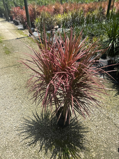 Large Dracaena Colorama (Special Sale)