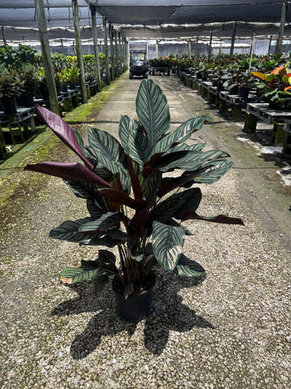 Large Calathea Pinstripe (Special Sale)