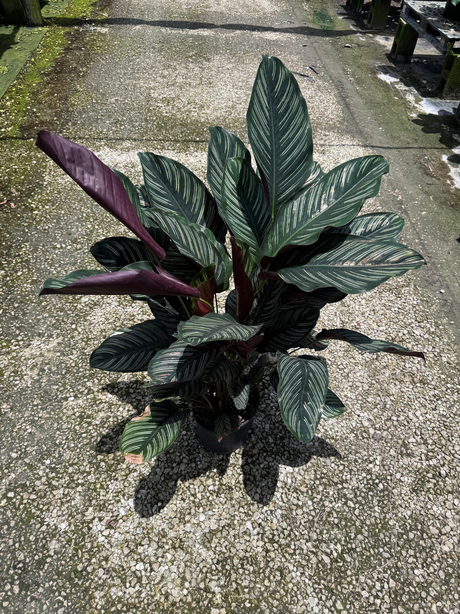 Large Calathea Pinstripe (Special Sale)