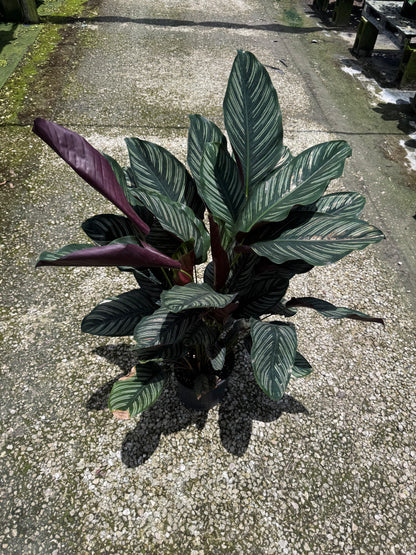 Large Calathea Pinstripe (Special Sale)