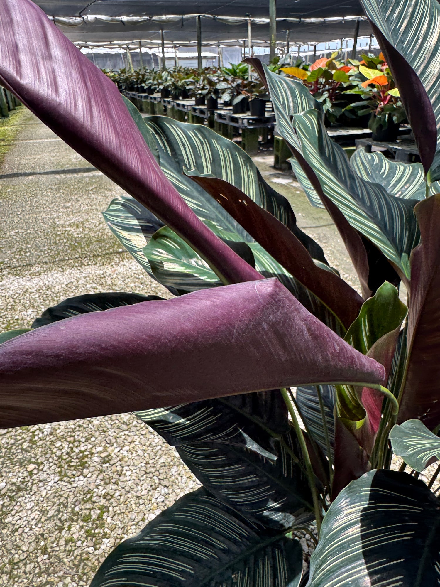 Large Calathea Pinstripe (Special Sale)