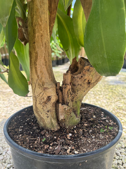 Large Mass Cane Green Stump (Special Sale)