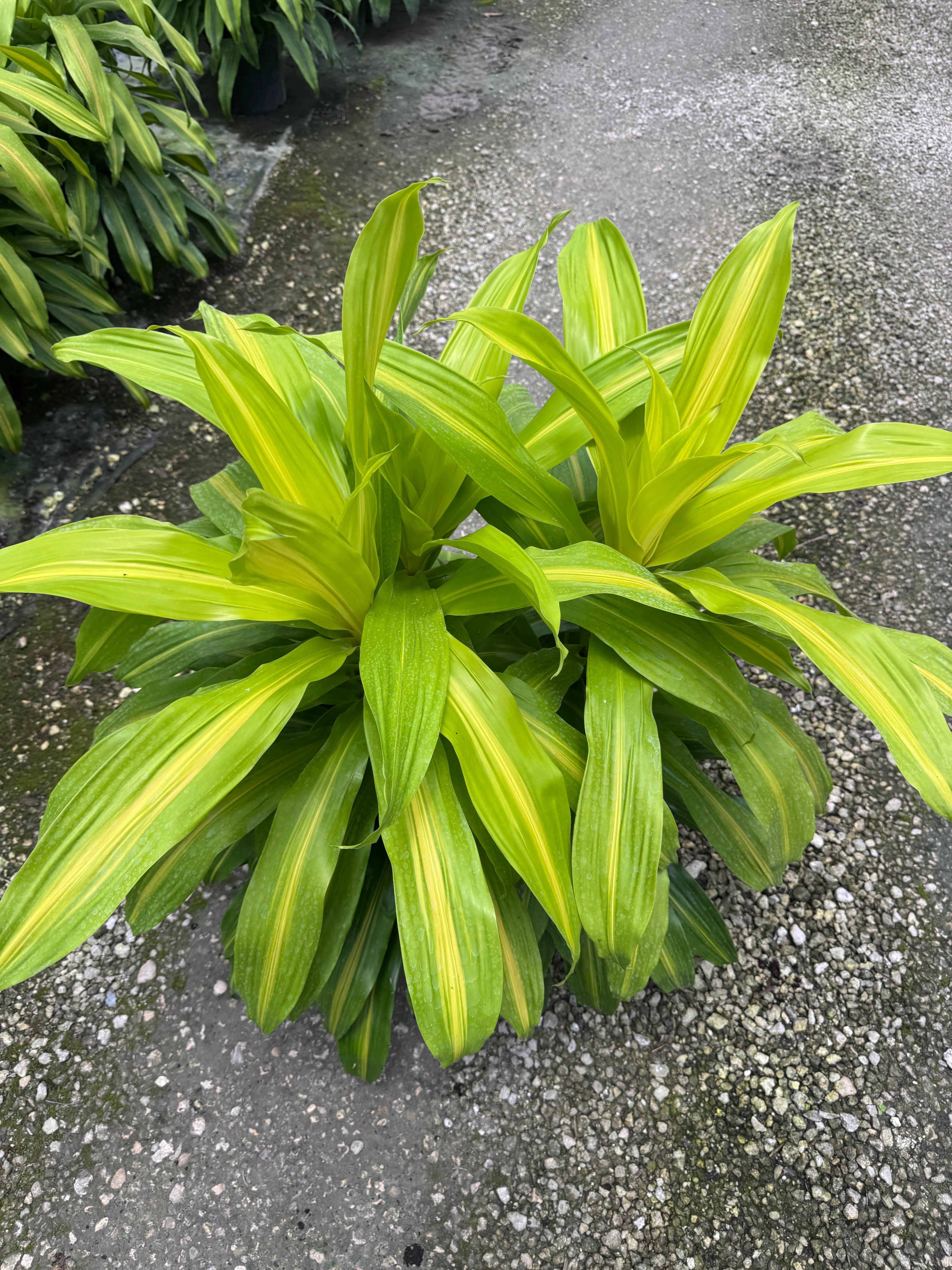 Large Dracaena Bronze Bay Cane Bush (Special Sale)