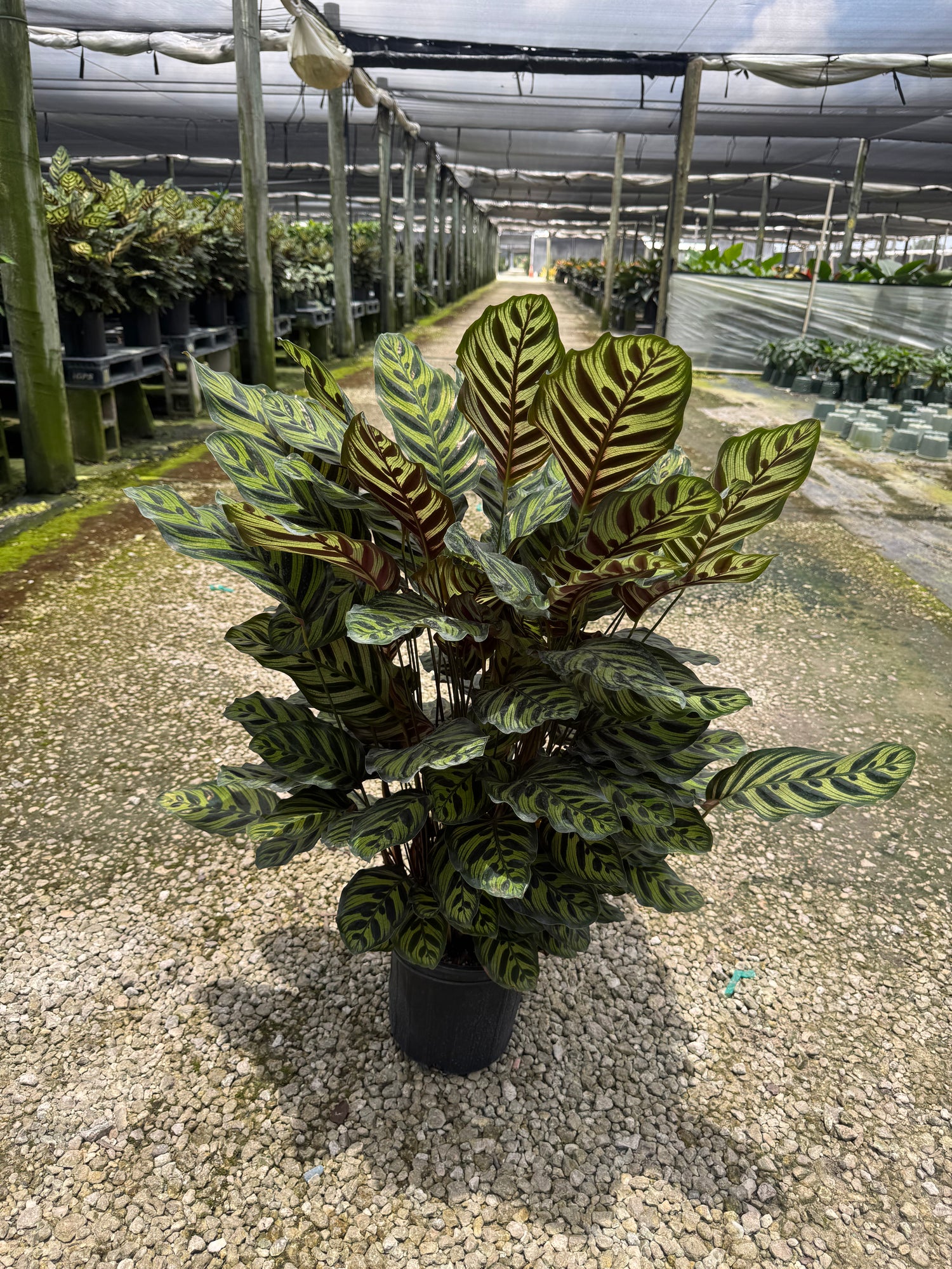 Large Calathea Peacock (Special Sale)