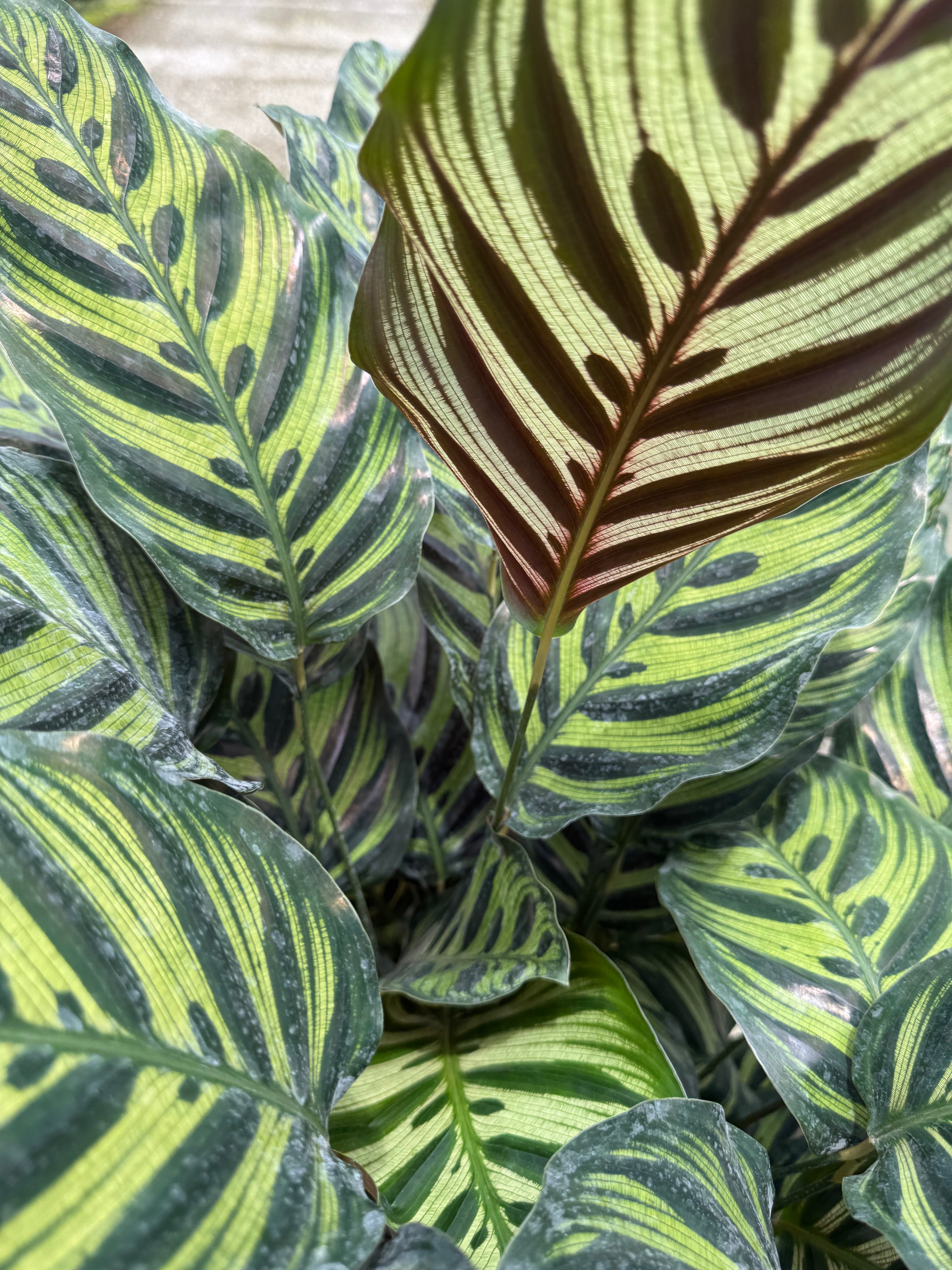 Large Calathea Peacock (Special Sale)