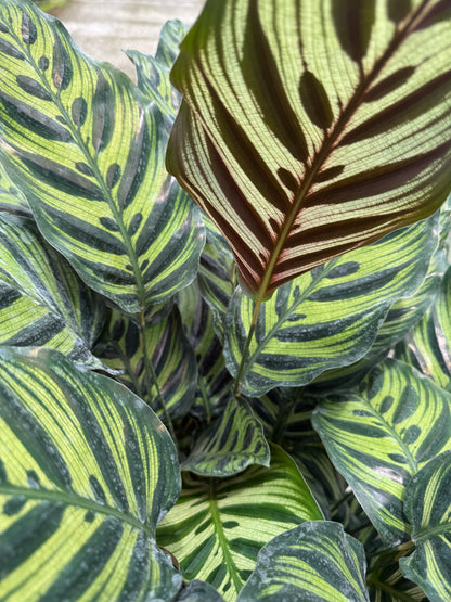 Large Calathea Peacock (Special Sale)