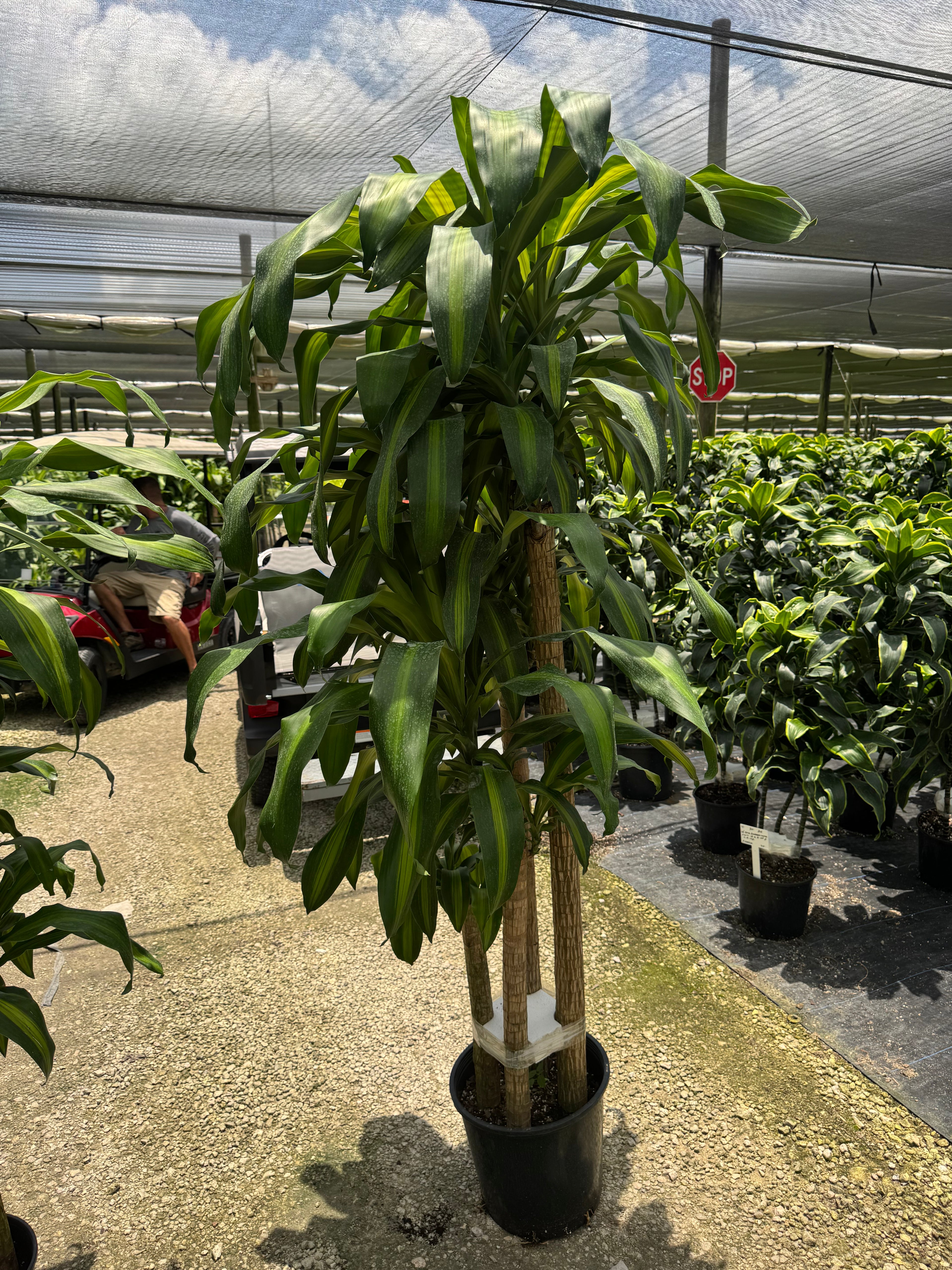 Full Size Mass Cane (Special Sale)
