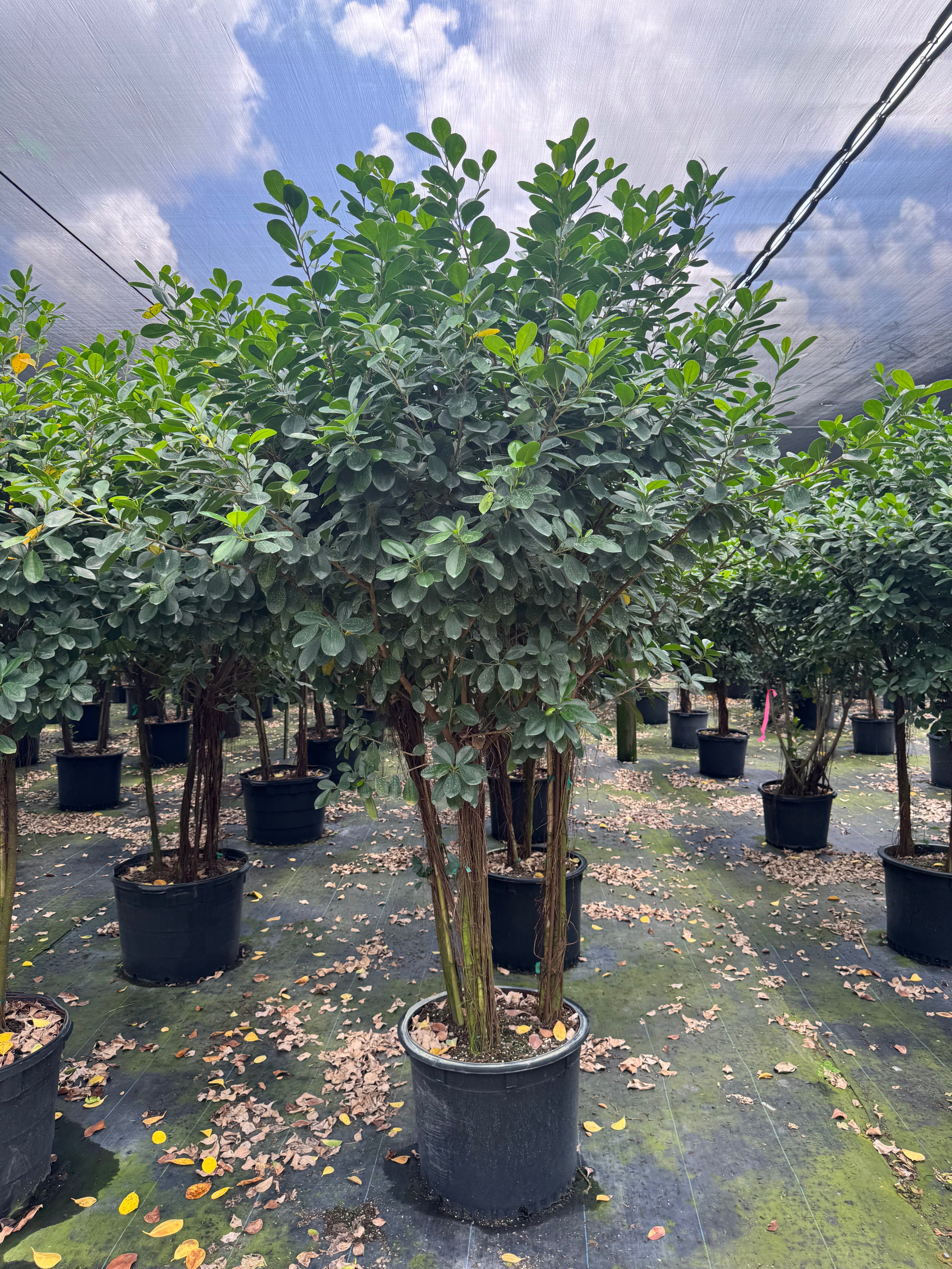 Giant Ficus Moclame  (Special Sale)