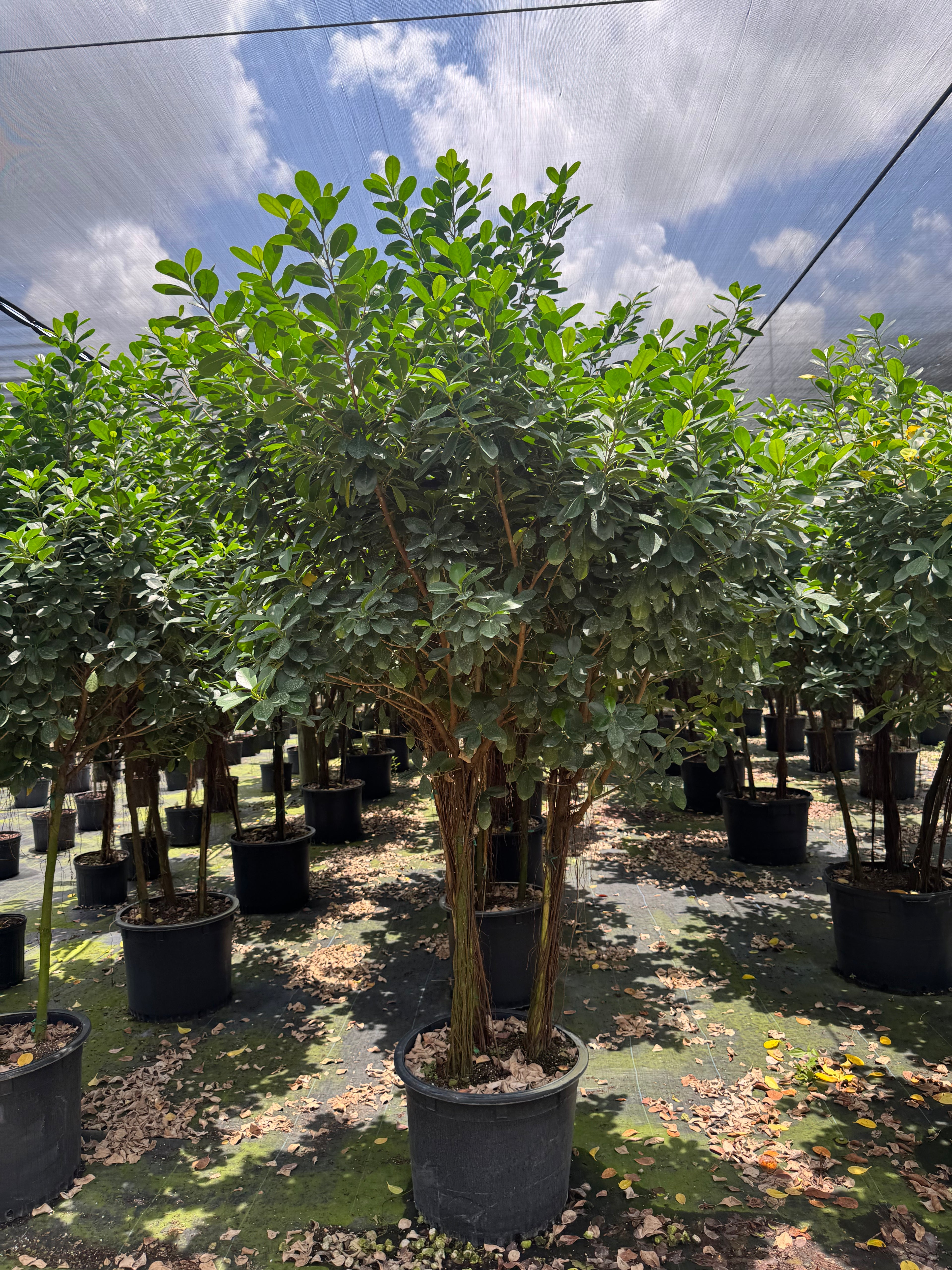 Giant Ficus Moclame  (Special Sale)