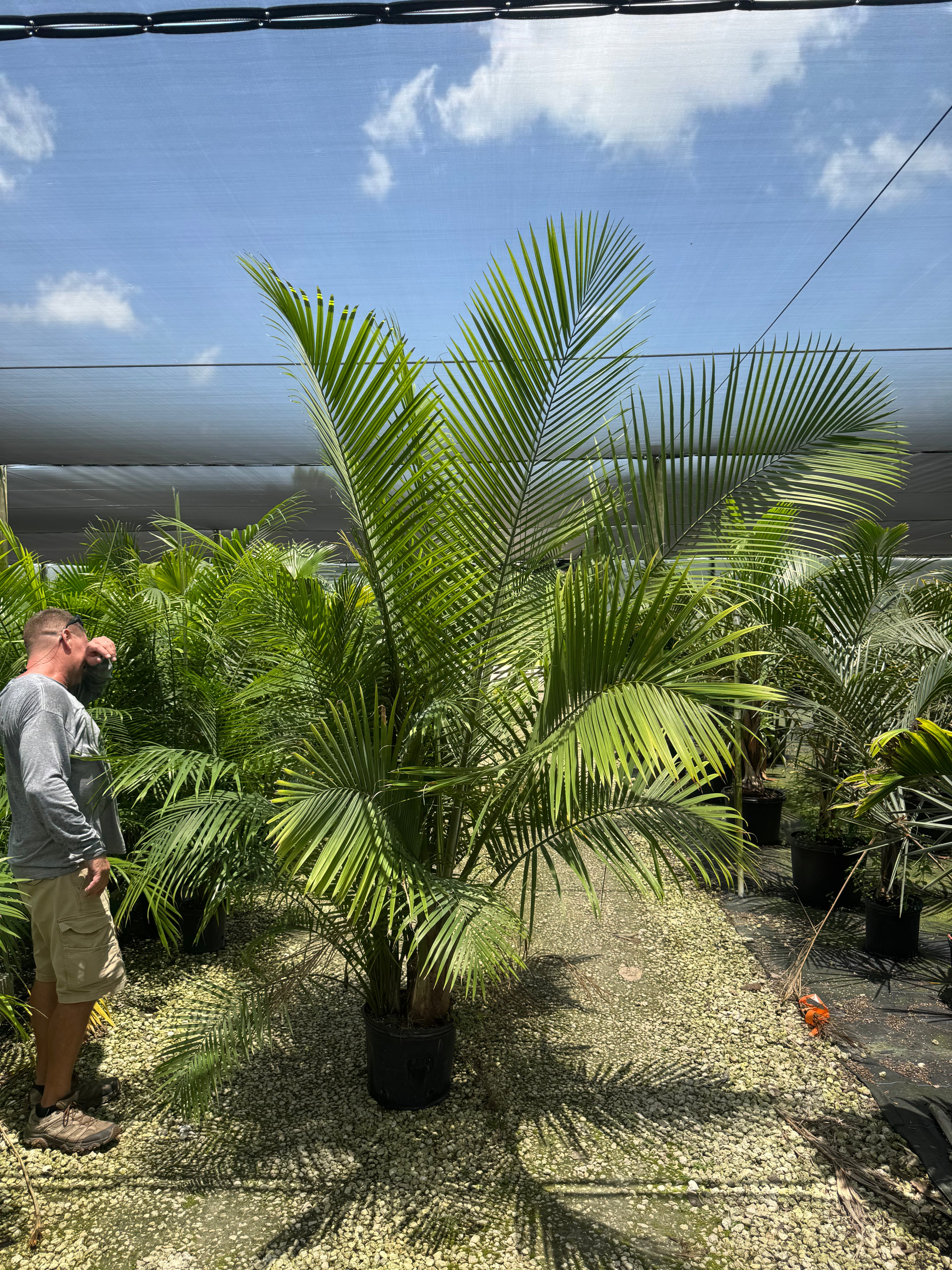 Huge Majesty Palm (Special Sale)