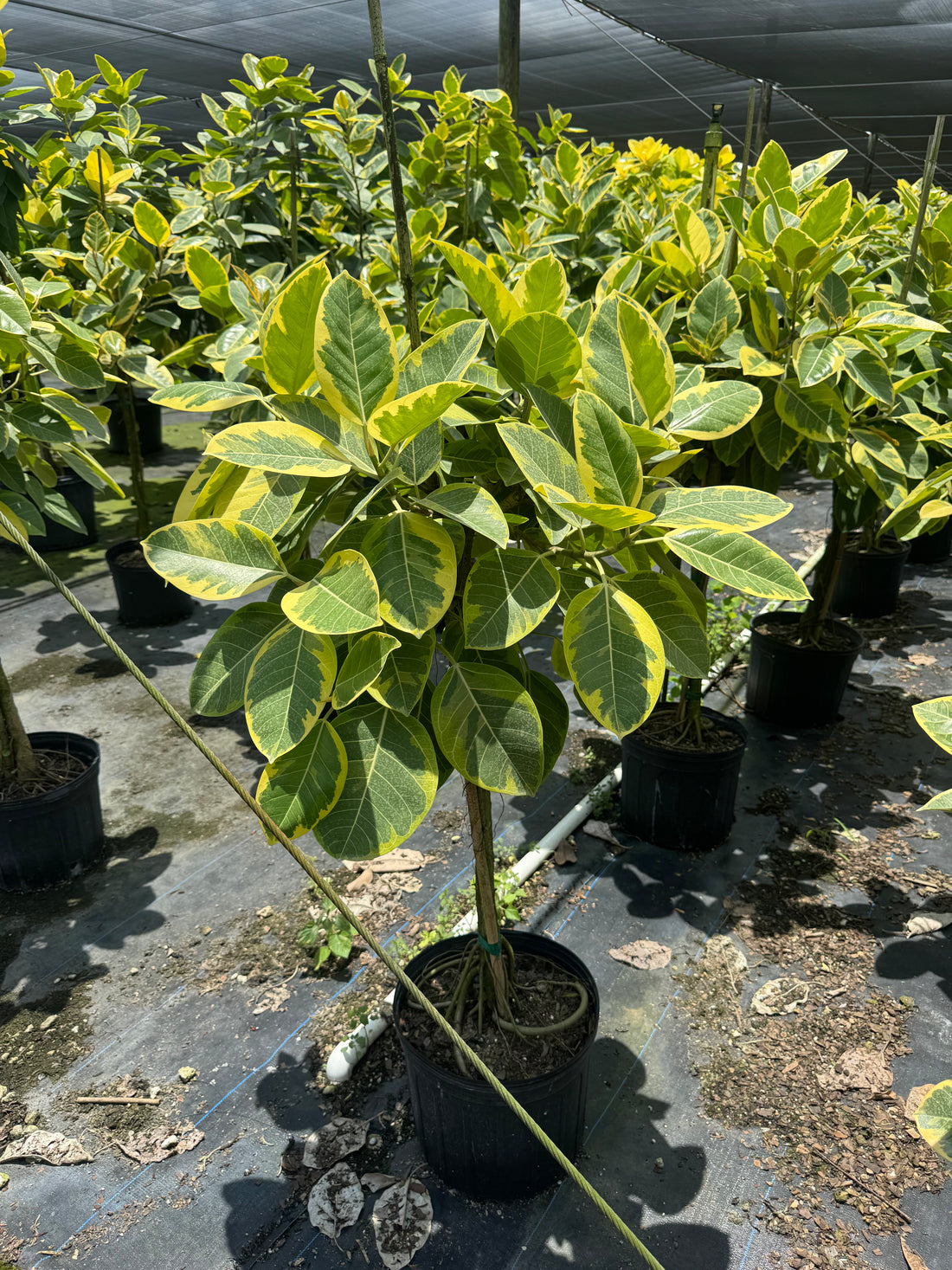 Full Size Ficus Altissima  (Special Sale)